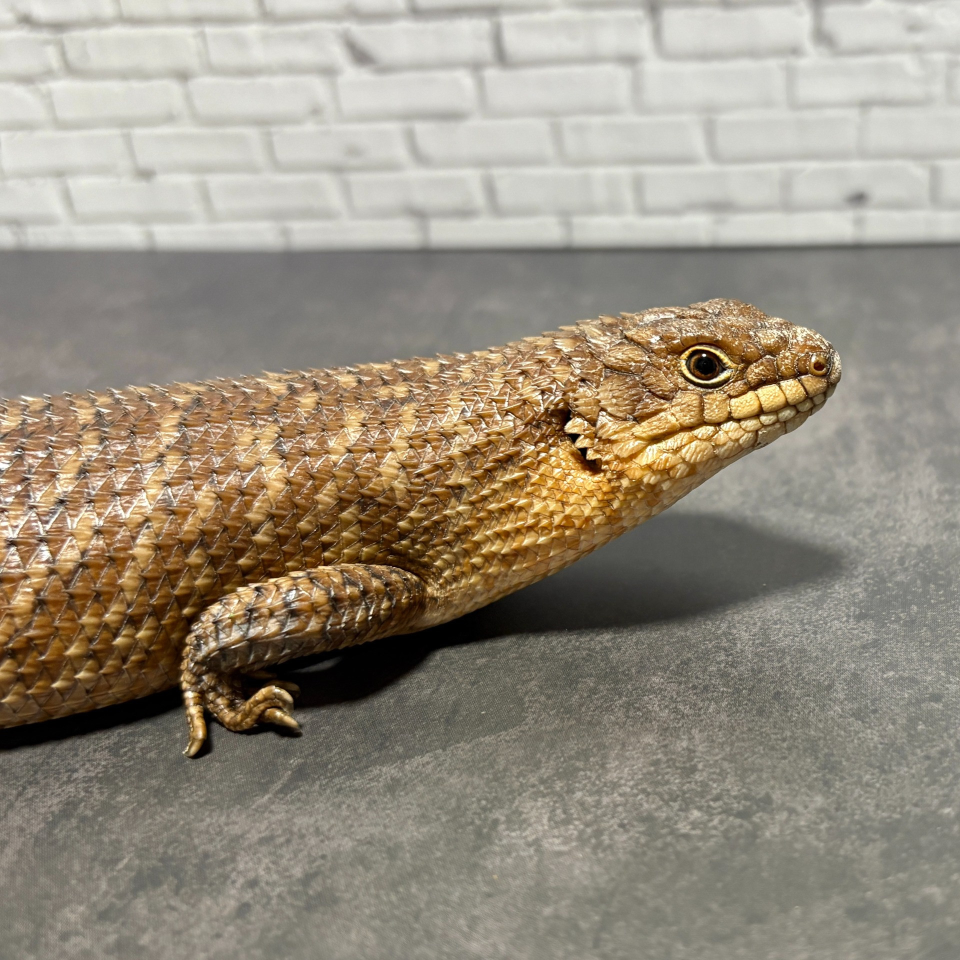 トカゲ ストケスイワトカゲ24cb（BIGサイズ） | 販売中生体一覧 | 千葉の