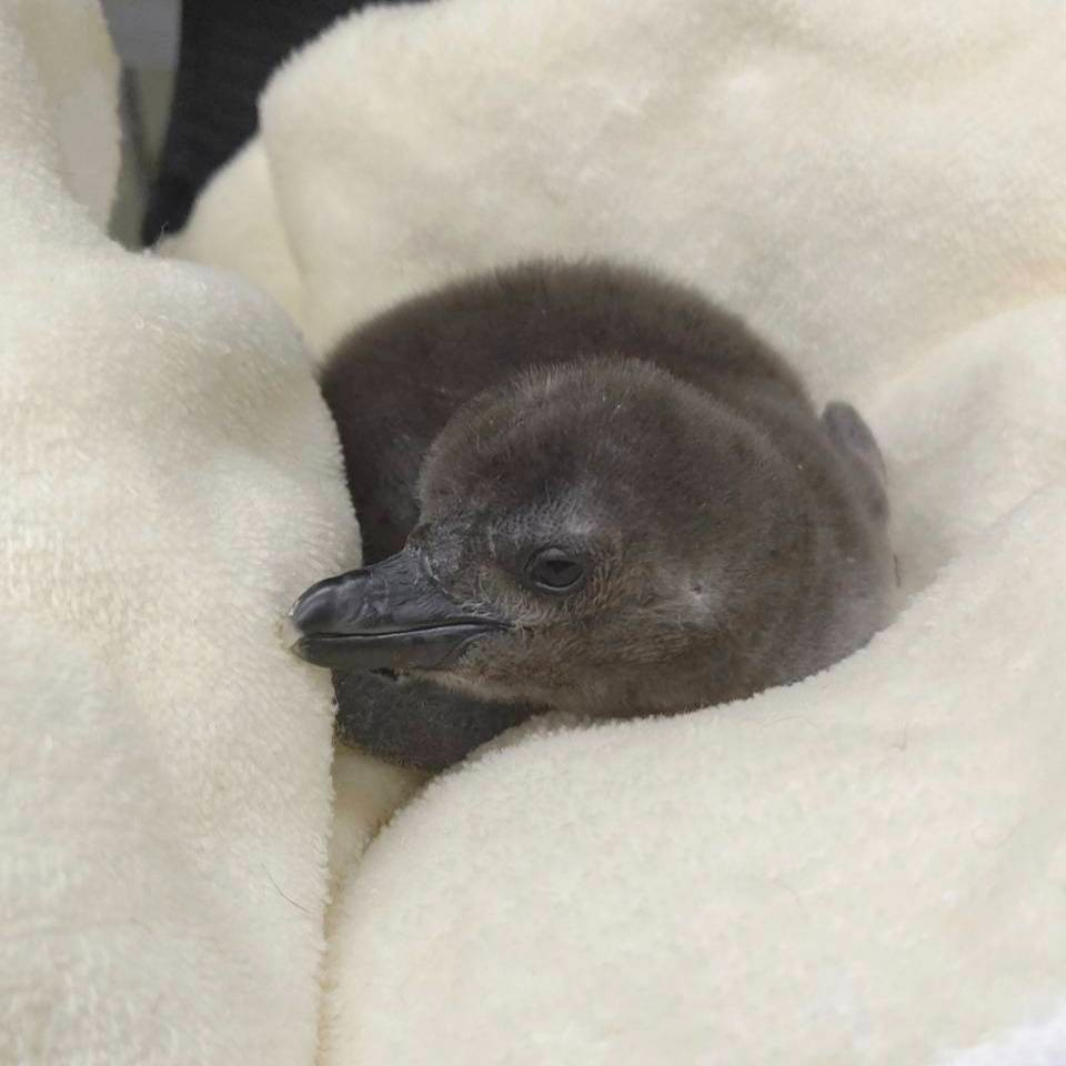ケープ ペンギン ペット