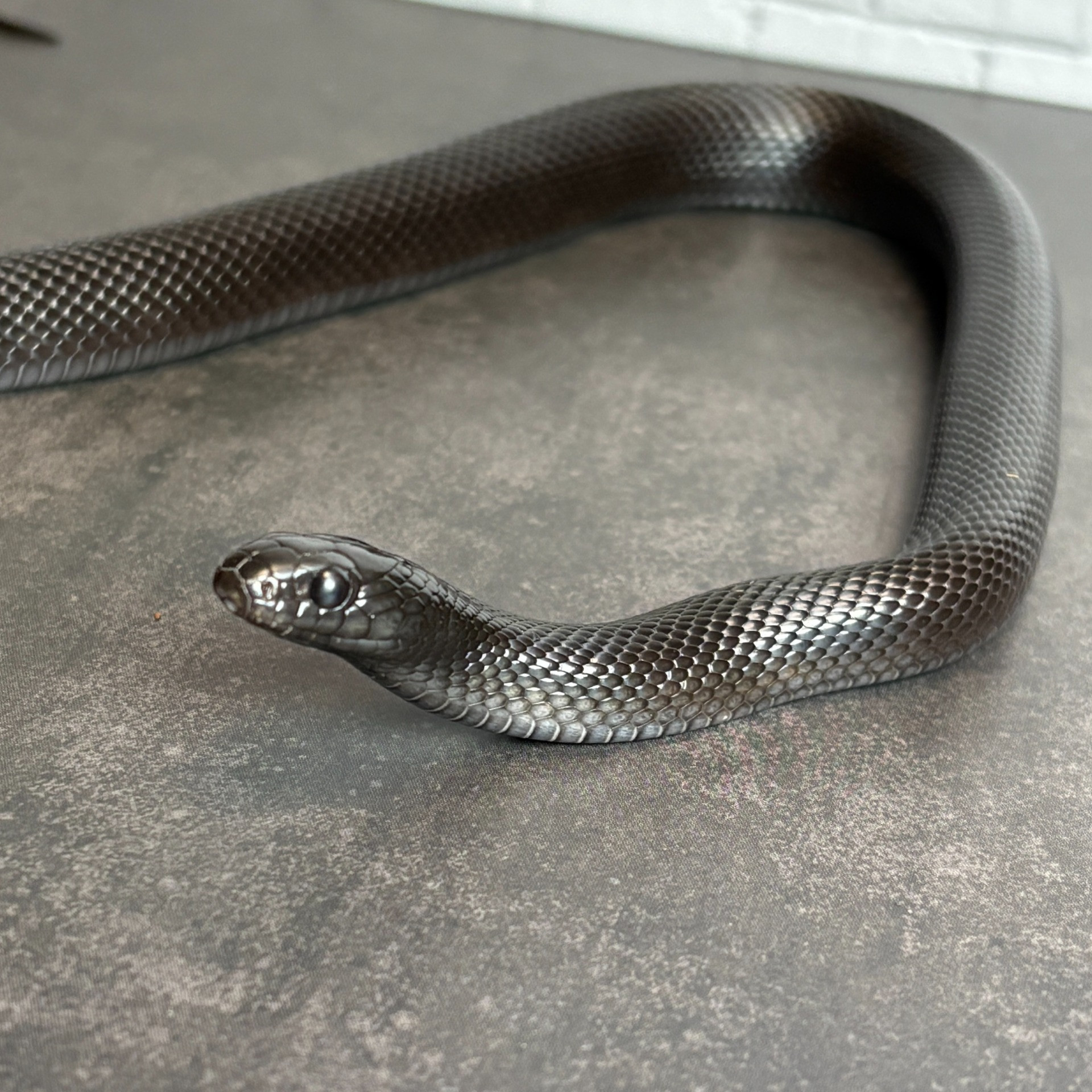 メキシカンブラックキングスネーク♂55cm | 販売中生体一覧 | 千葉の