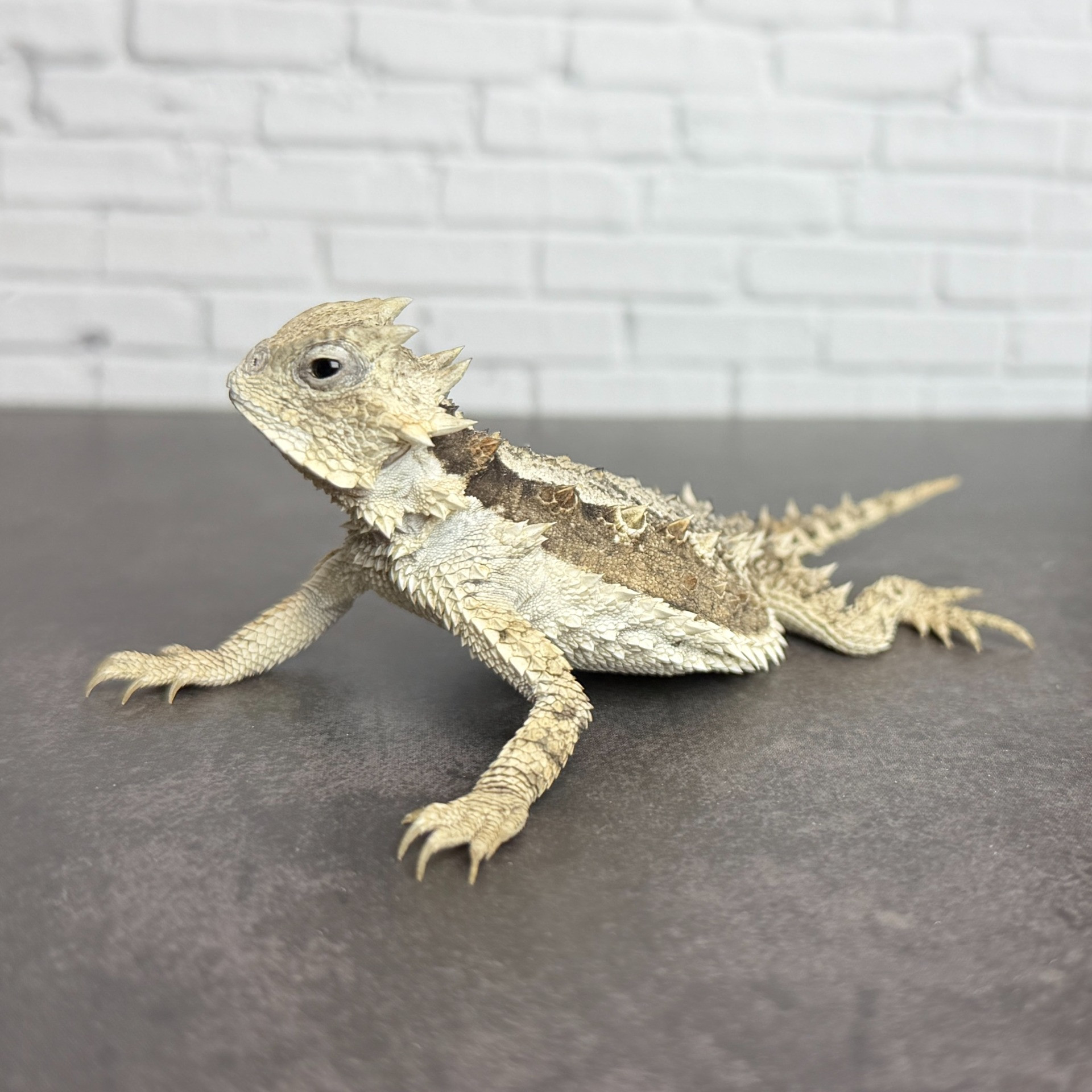 コリーマオオツノトカゲ♀（11cm） | 販売中生体一覧 | 千葉の爬虫類