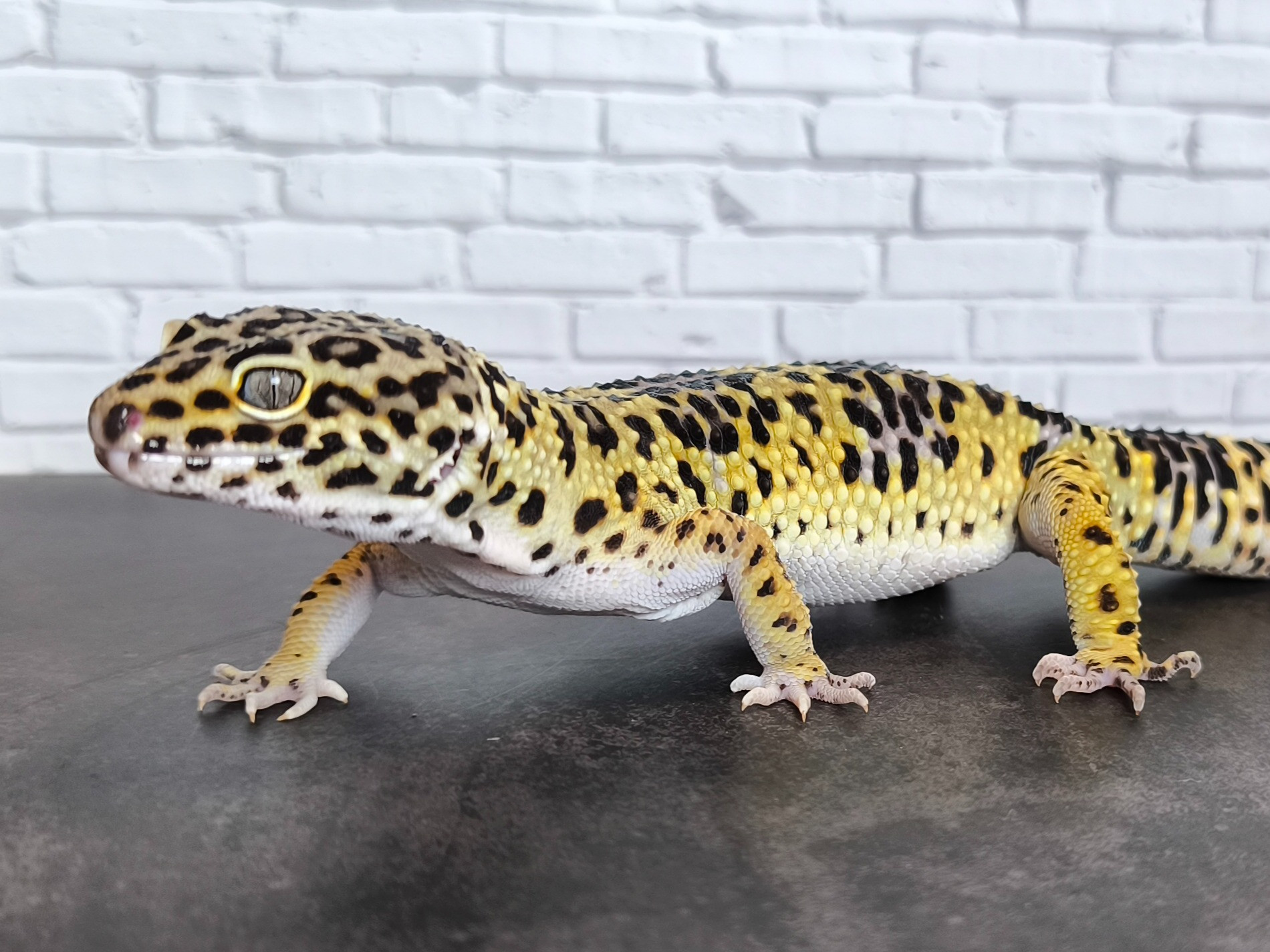 ヒョウモントカゲモドキ ブラックナイトクロス♂ | 販売中生体一覧
