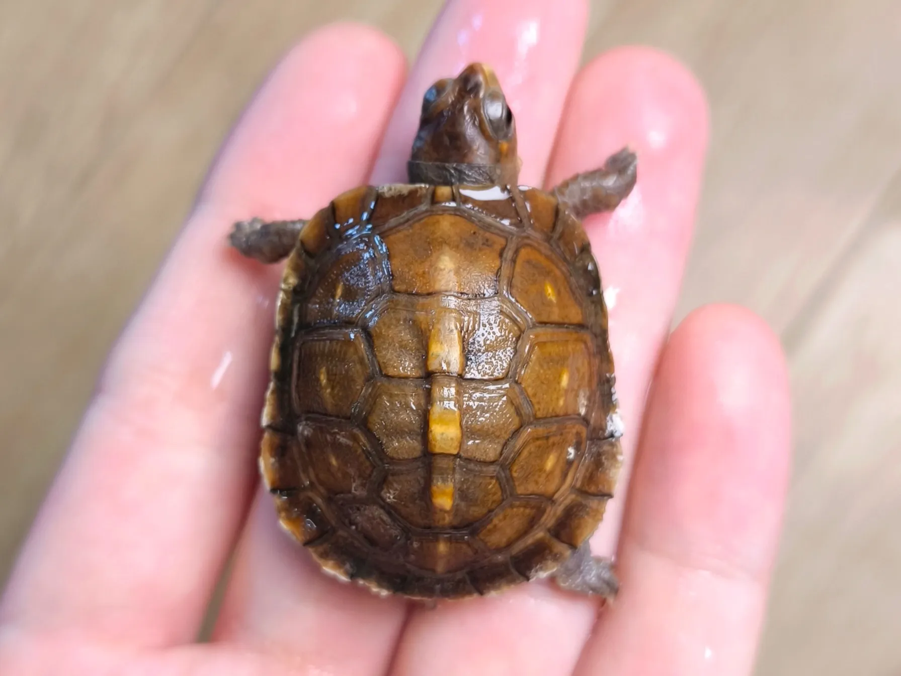 ミツユビハコガメ