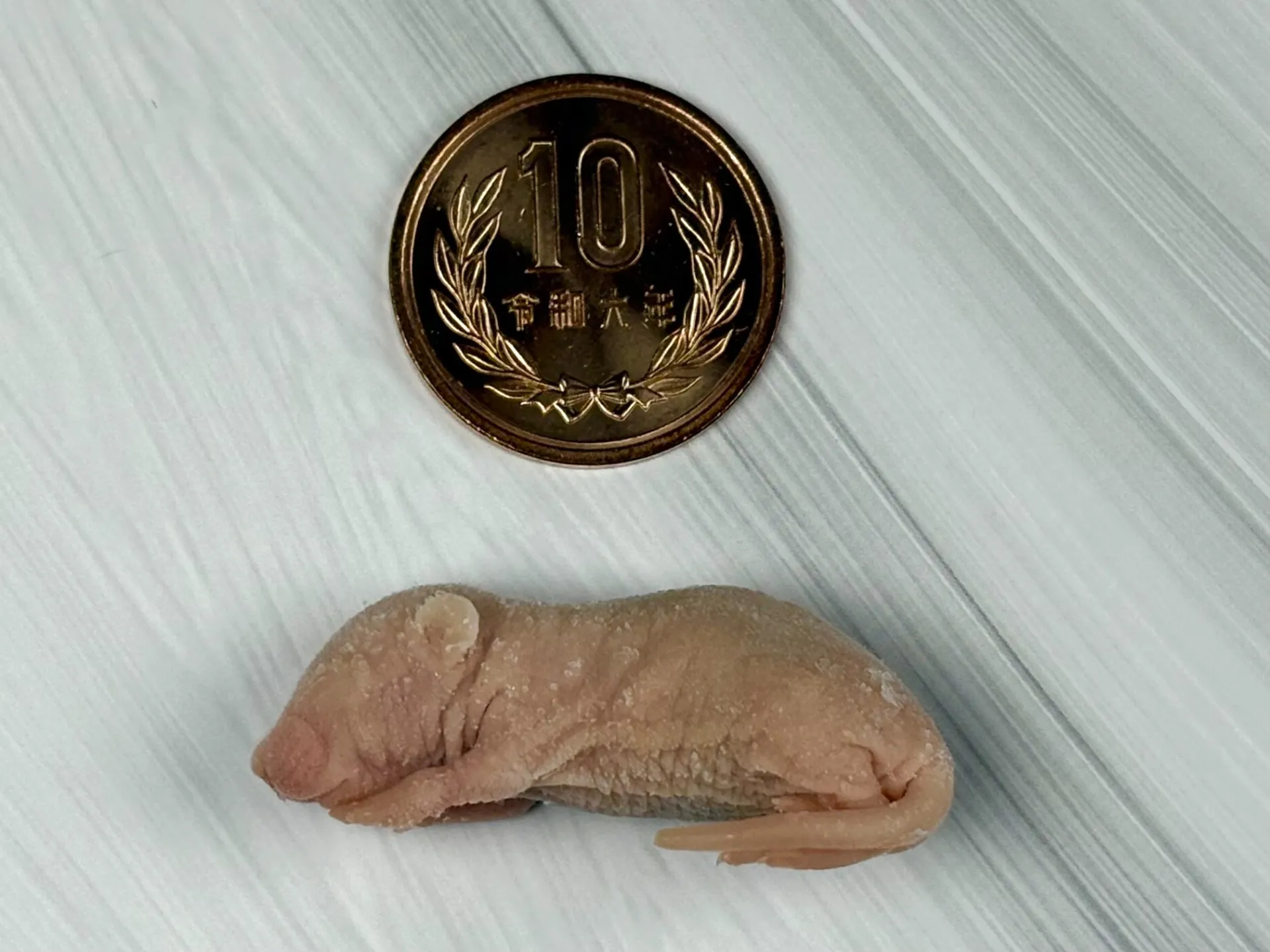 冷凍ピンクマウスM（10匹）