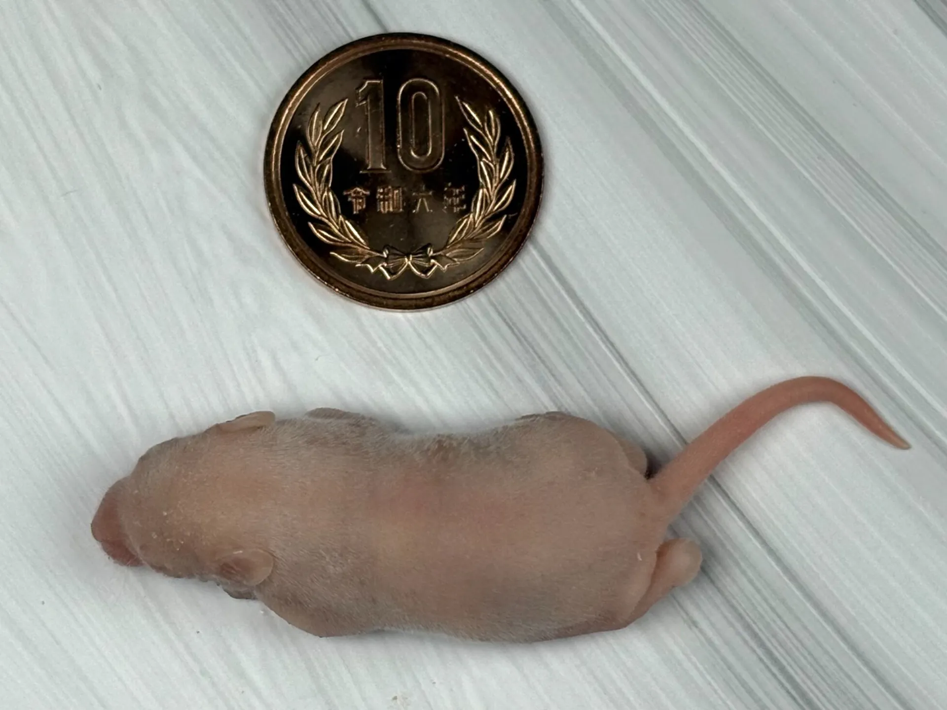 冷凍ピンクマウスL（10匹）