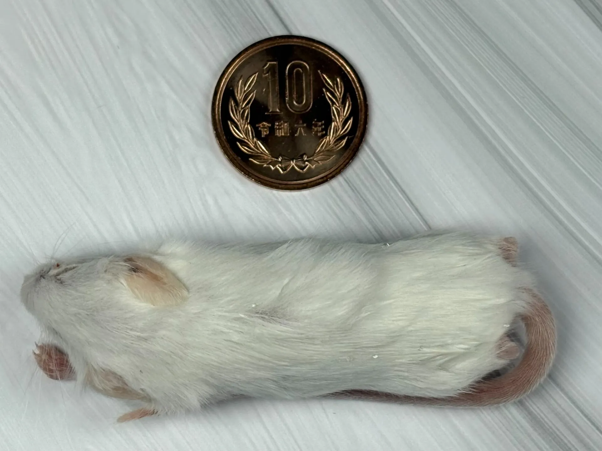 冷凍ホッパーマウス（10匹）