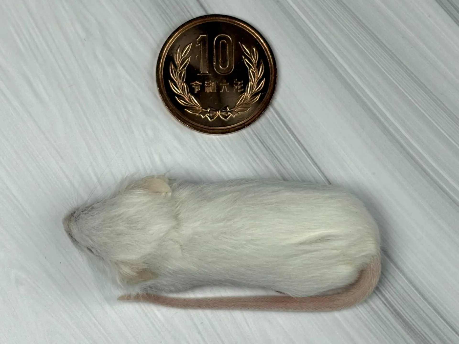 冷凍ファジーマウス（10匹）