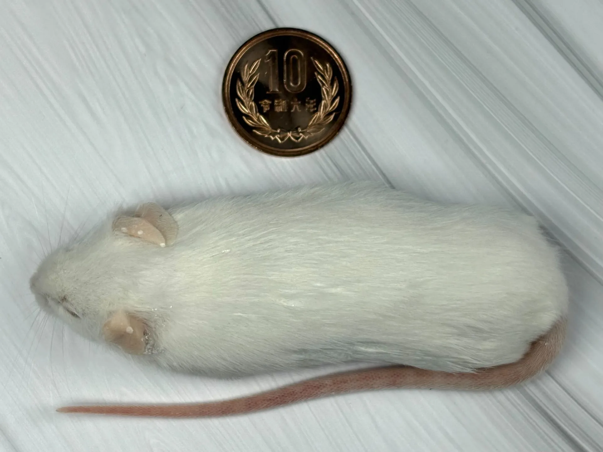 冷凍アダルトマウスL（10匹）