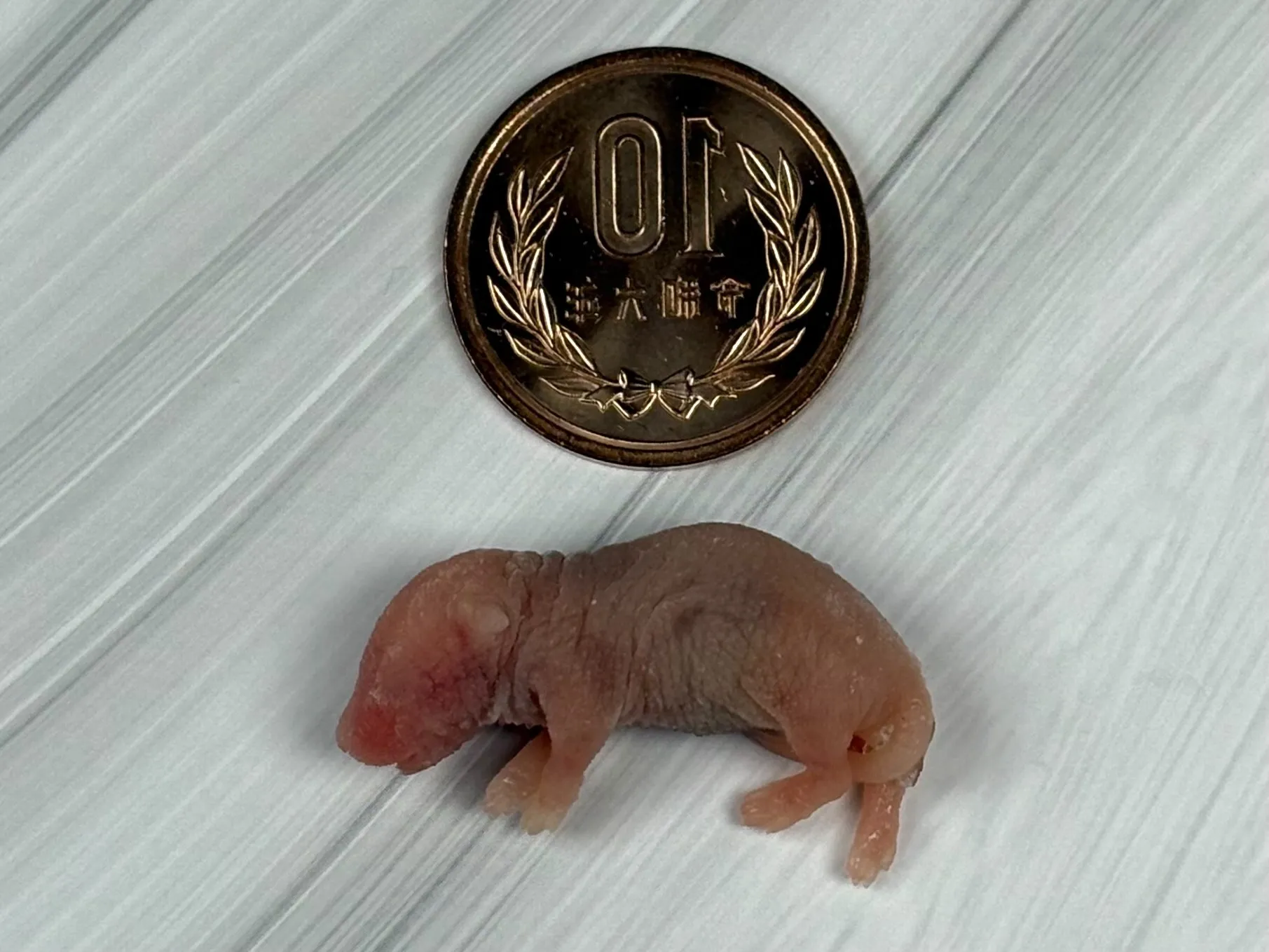 冷凍ピンクマウスS（10匹）