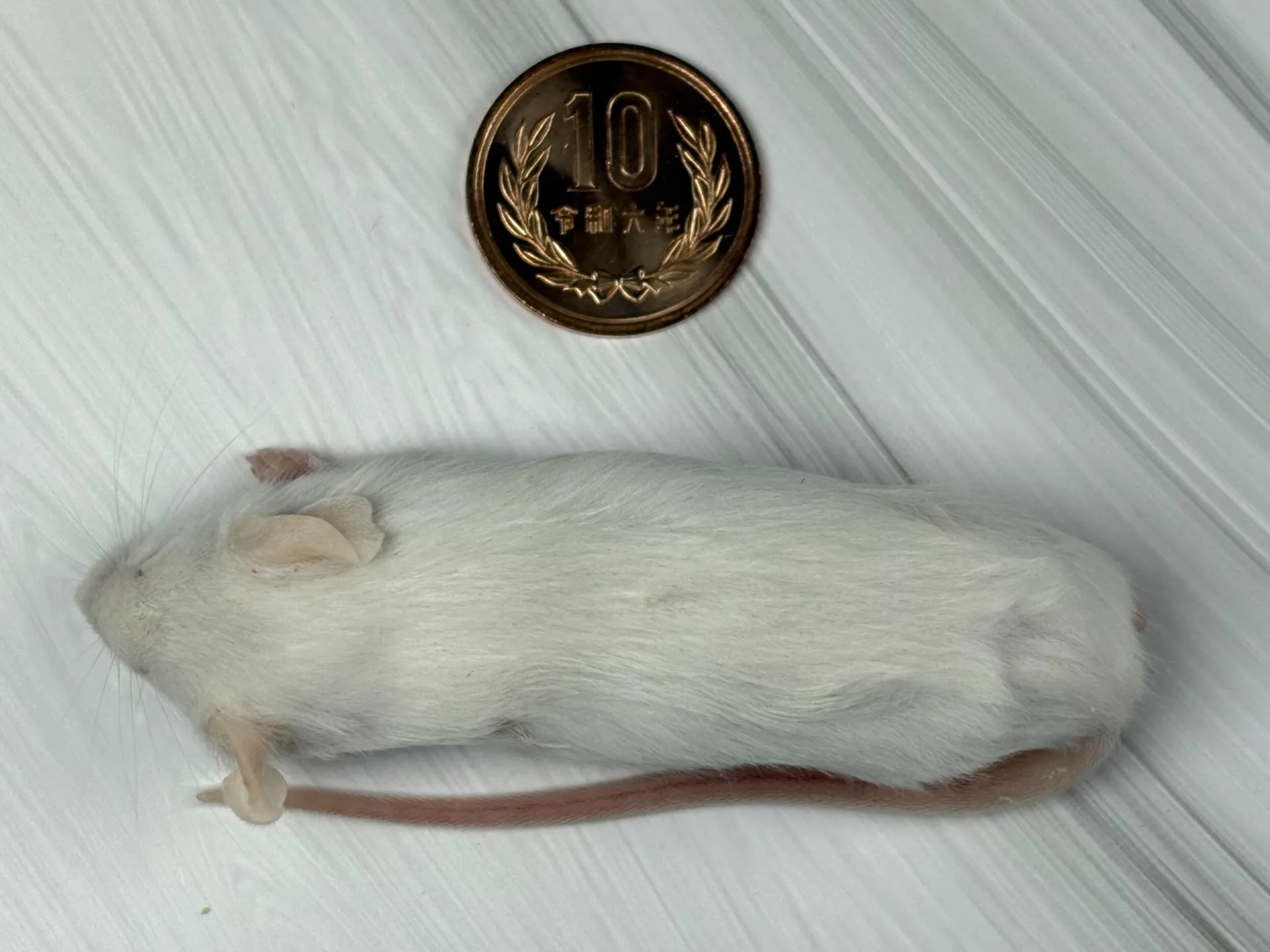 冷凍アダルトマウスM（10匹）