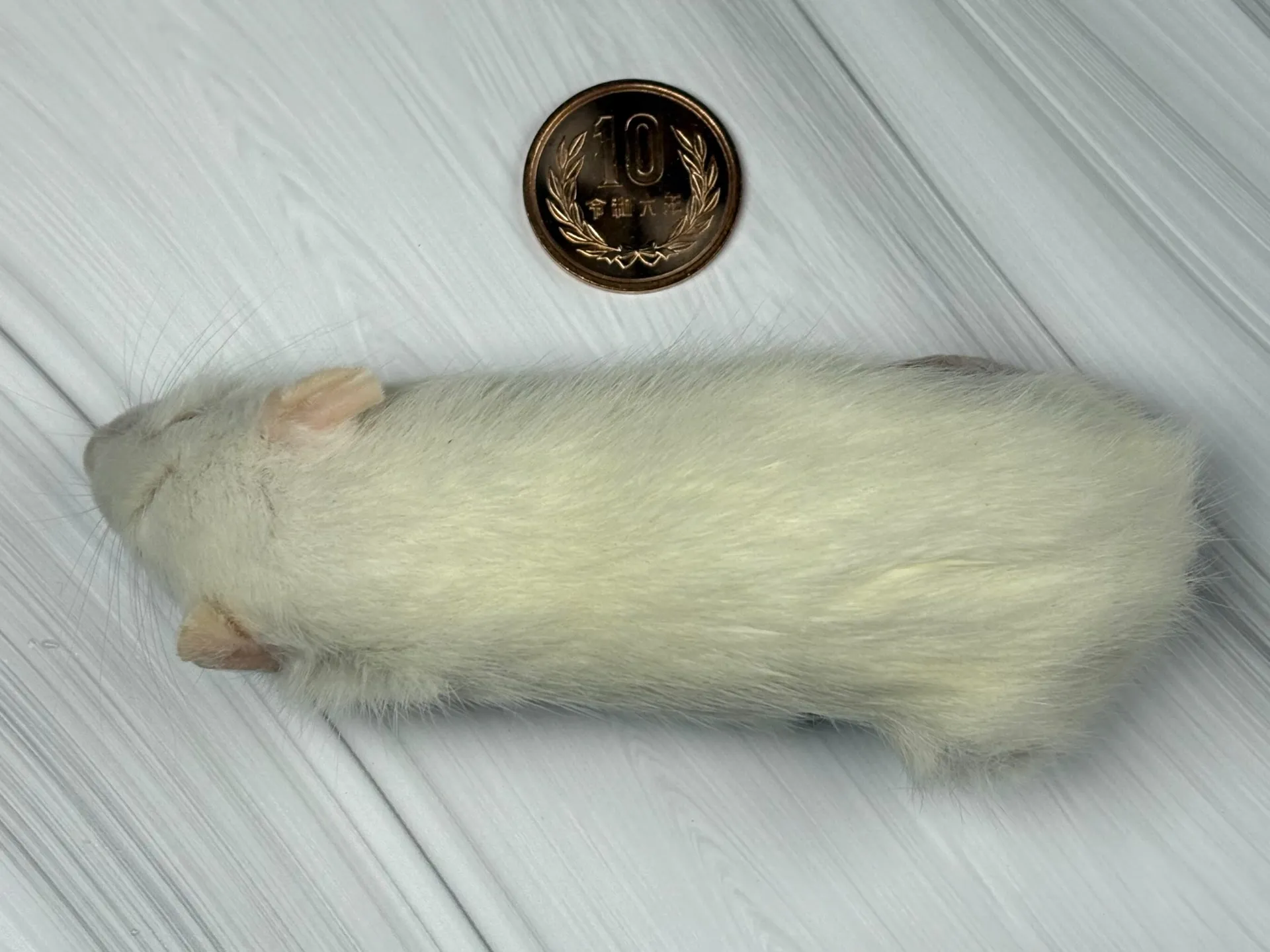 冷凍アダルトラットS（5匹）