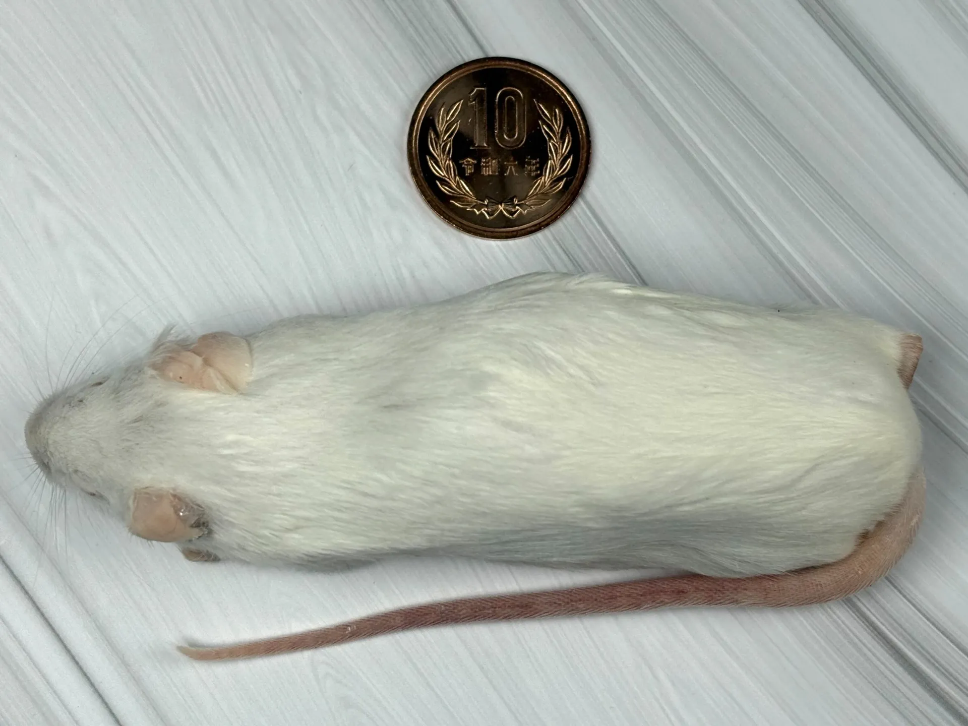 冷凍リタイアマウス（10匹）