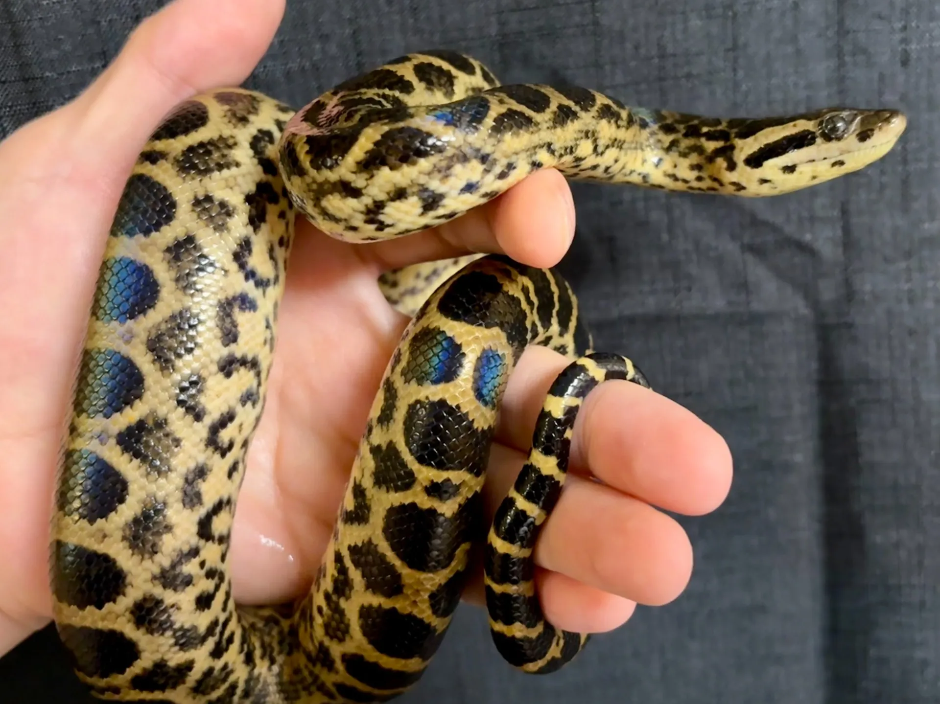 F2ハイブリッドアナコンダ♀