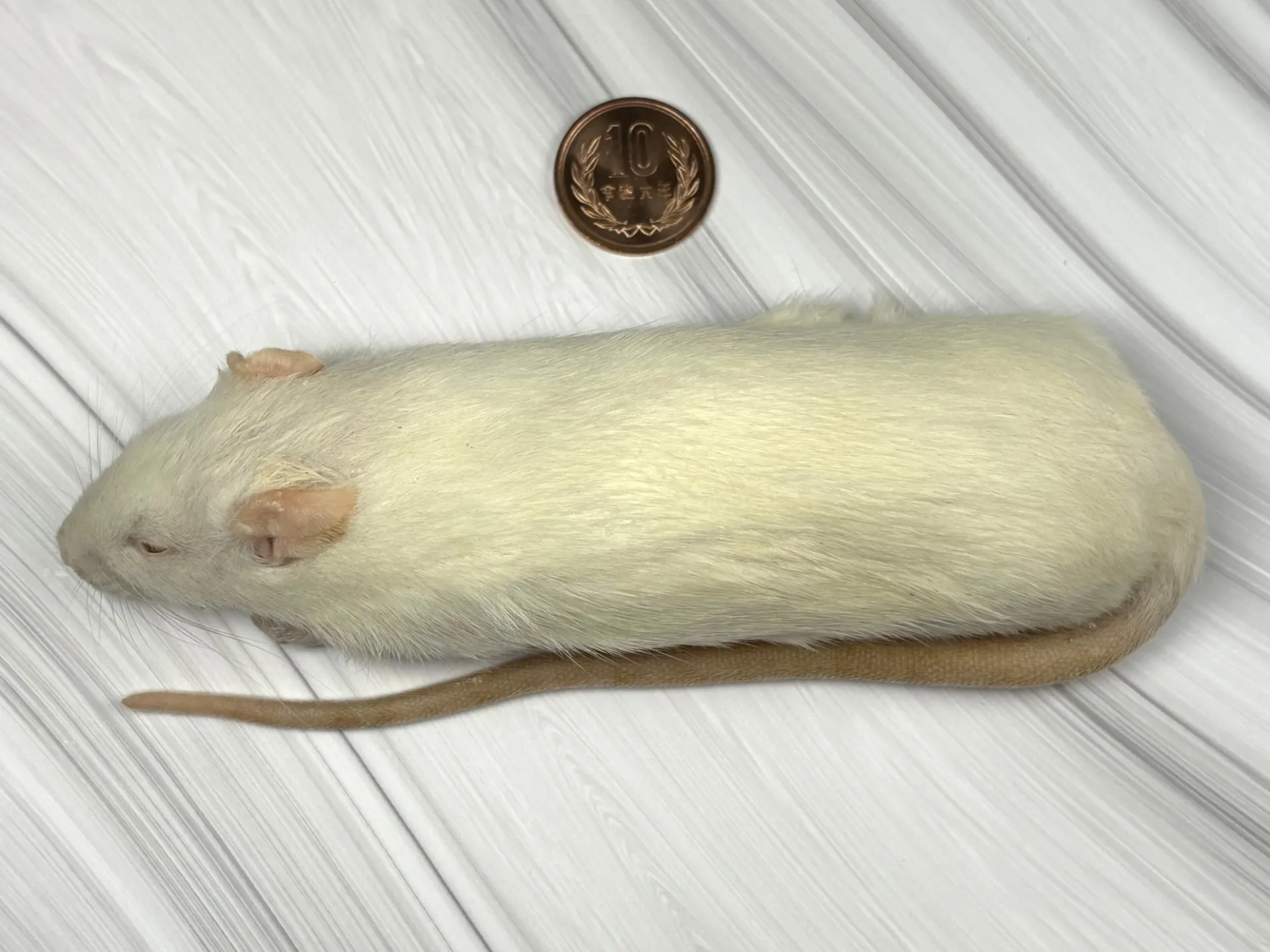 冷凍アダルトラットM（5匹）