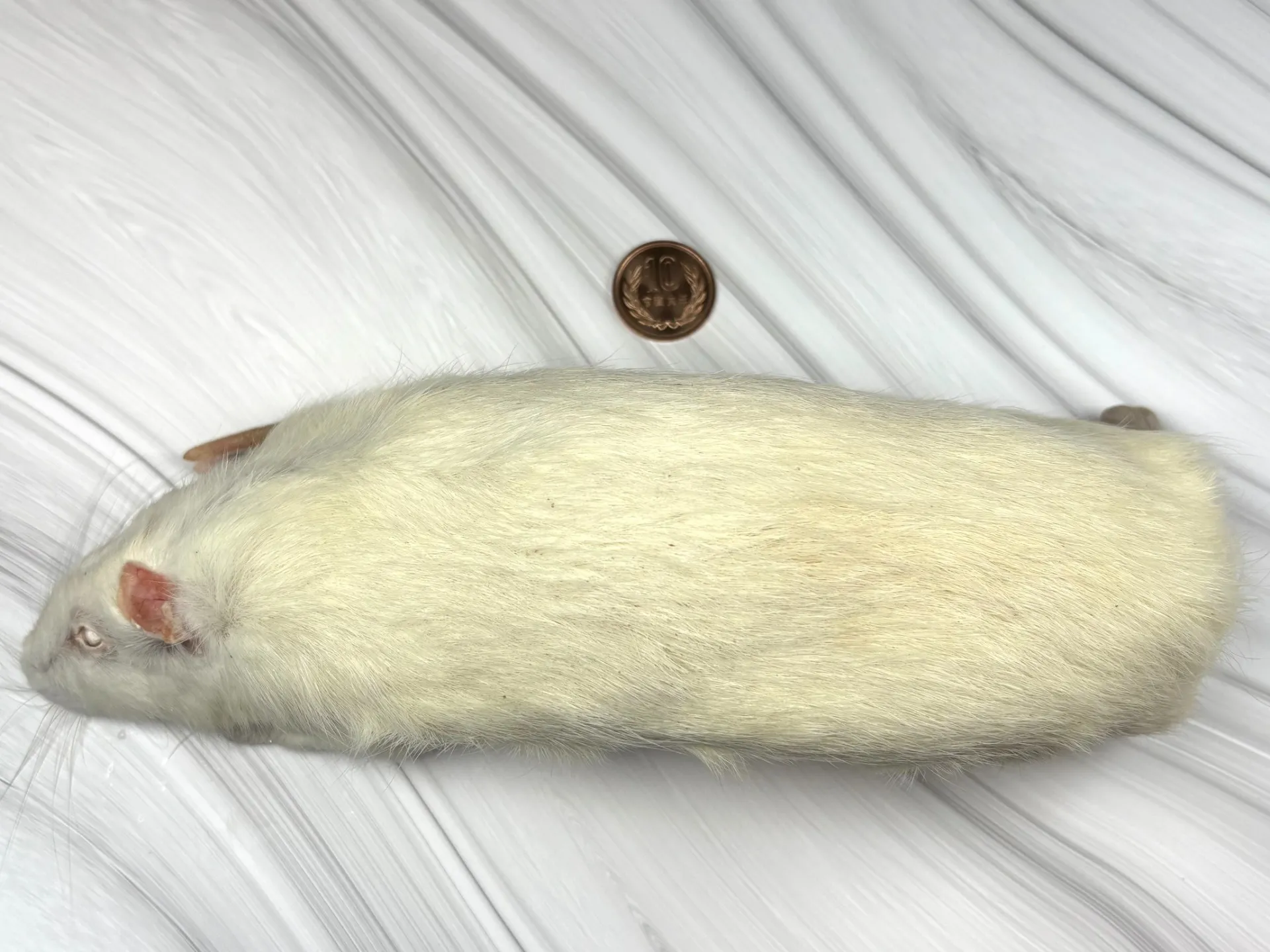 冷凍アダルトラットXXL（1匹）