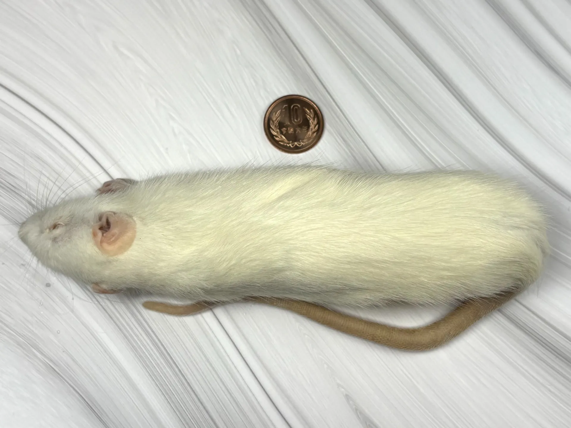 冷凍アダルトラットL（5匹）