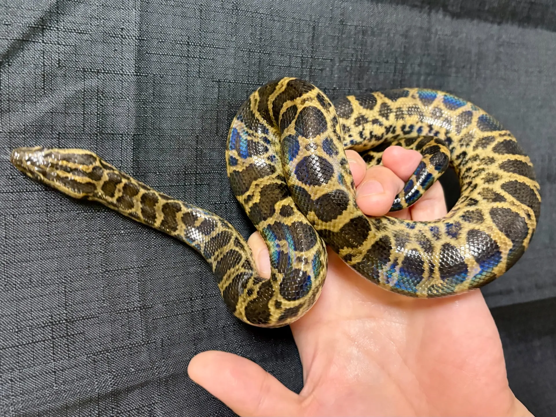 F2ハイブリッドアナコンダ♀