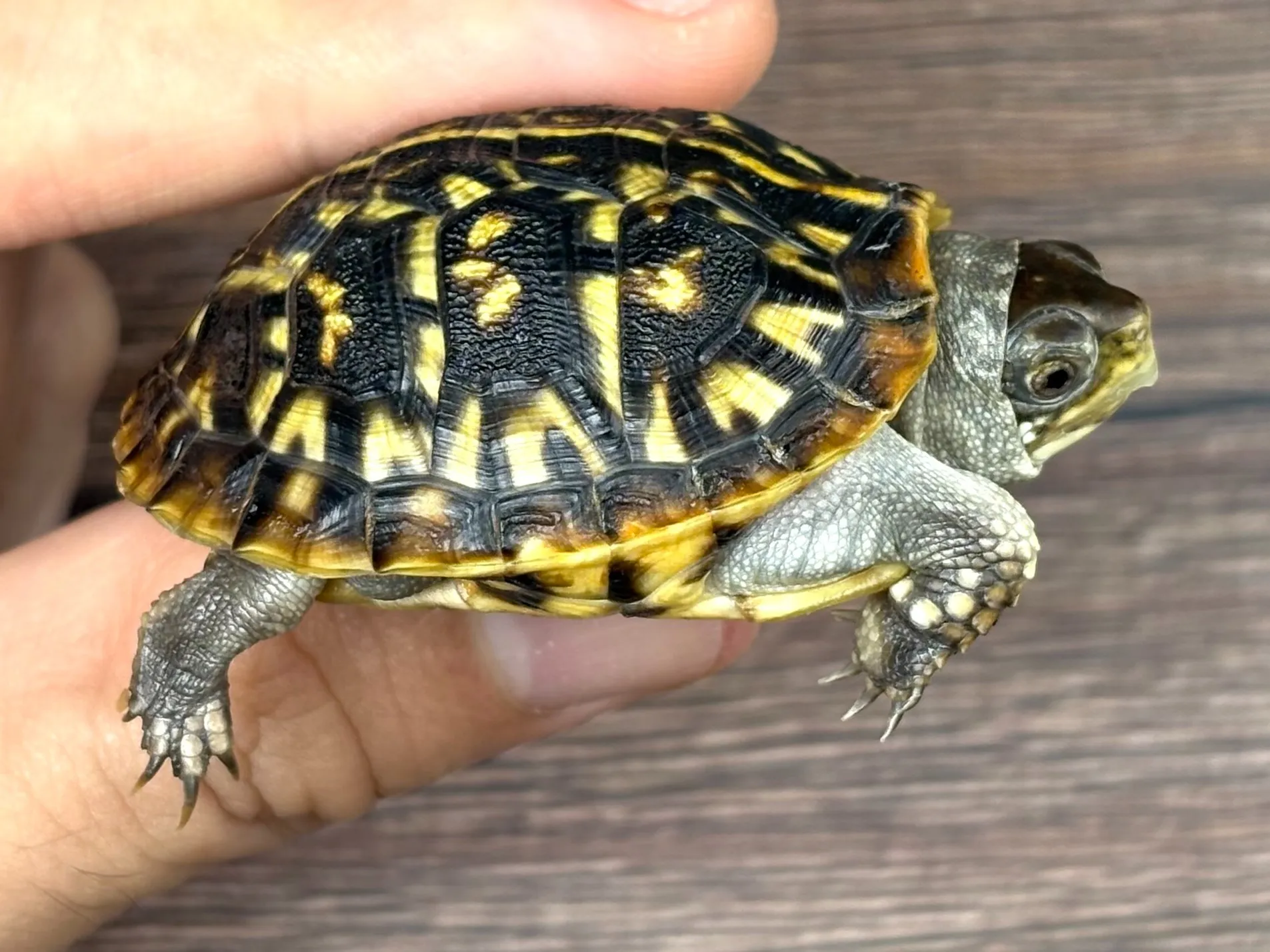 キタニシキハコガメ25cb