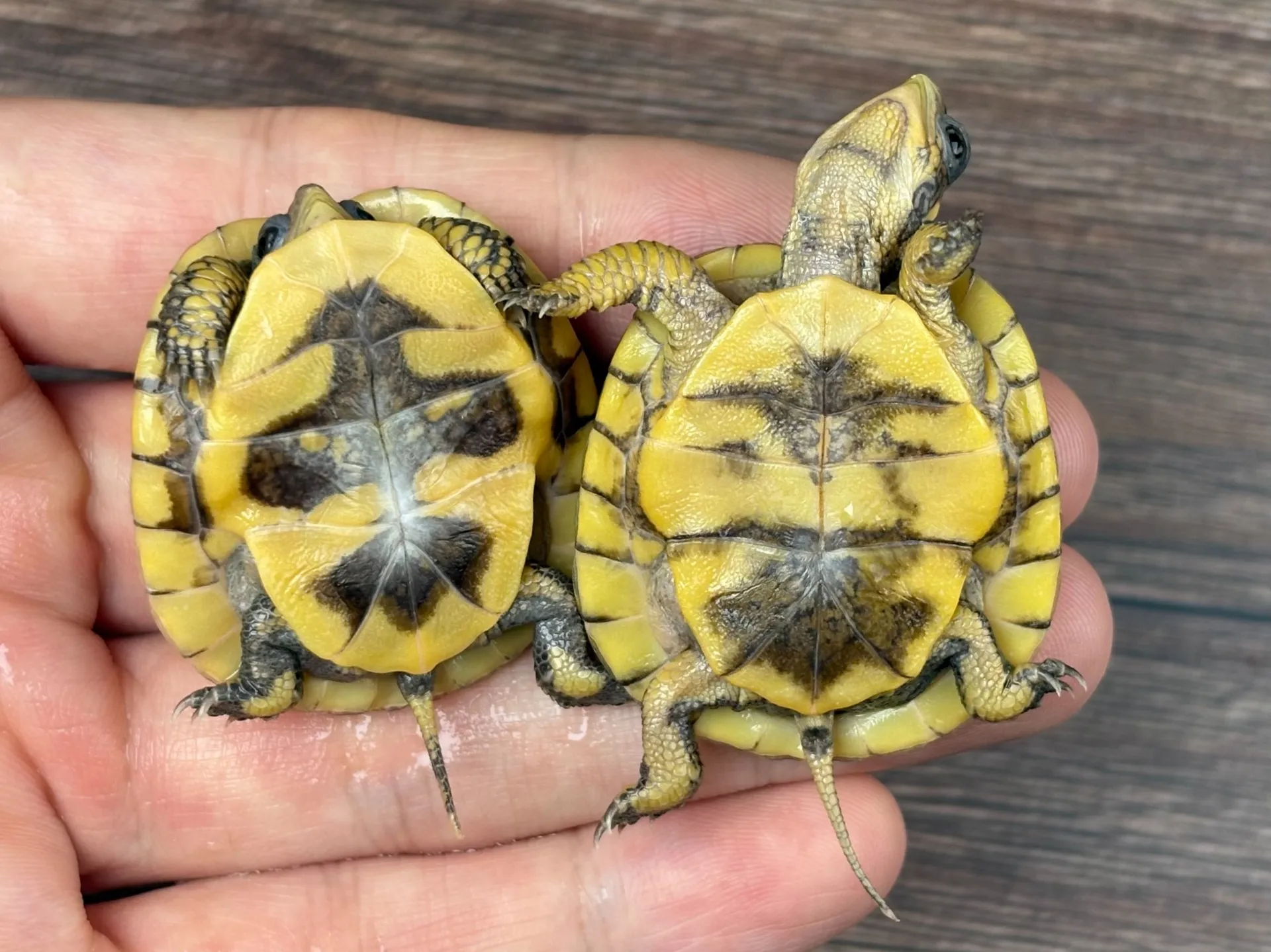 ガルフコーストハコガメ（イエロー）25cb