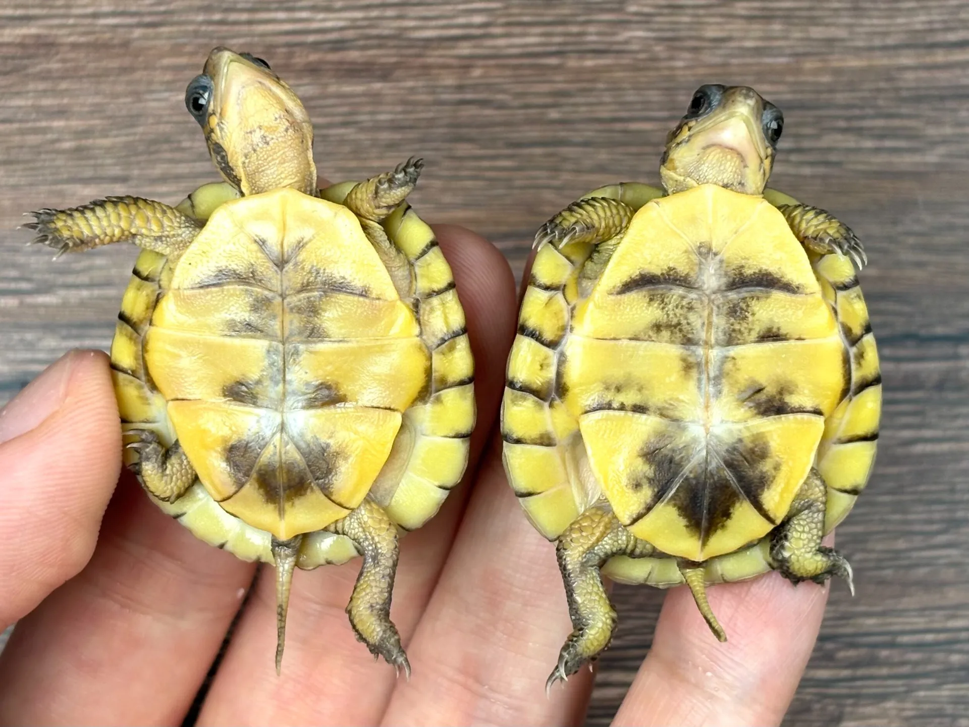 ガルフコーストハコガメ25cb