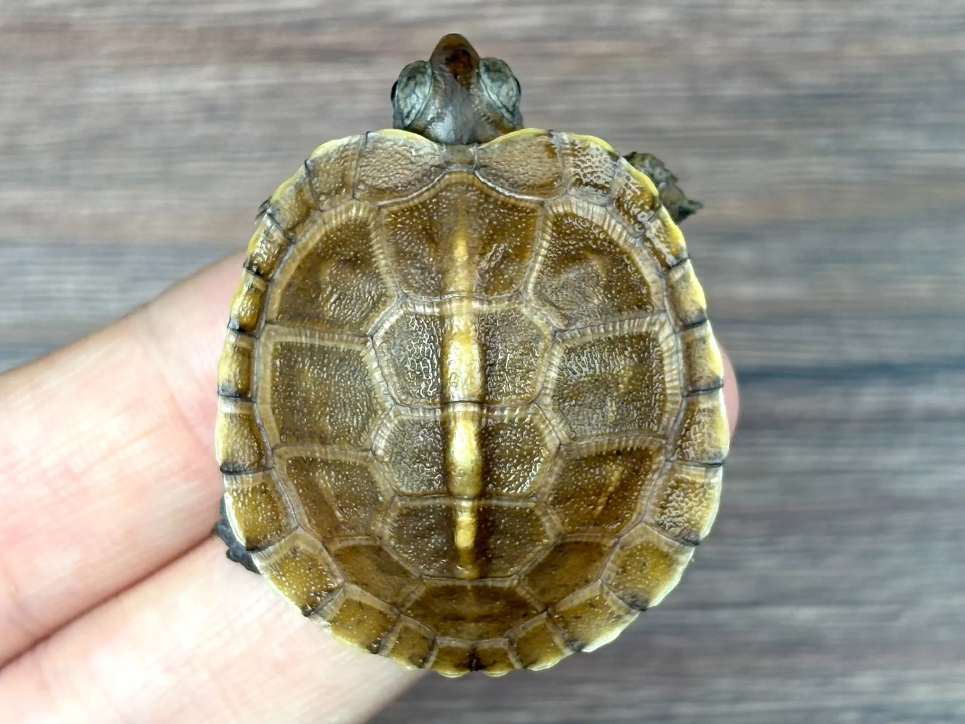 ガルフコーストハコガメ25cb