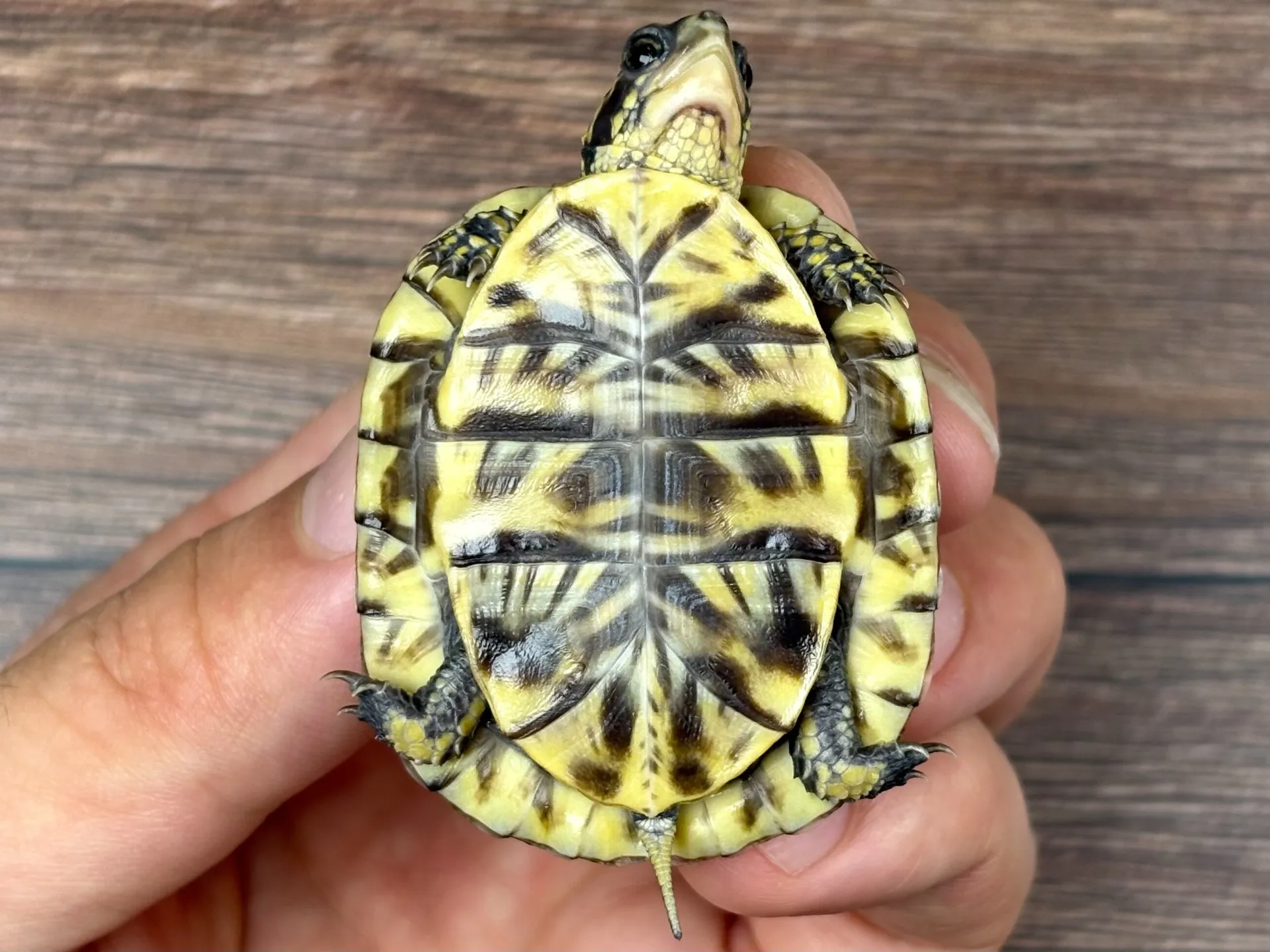 フロリダハコガメ25cb