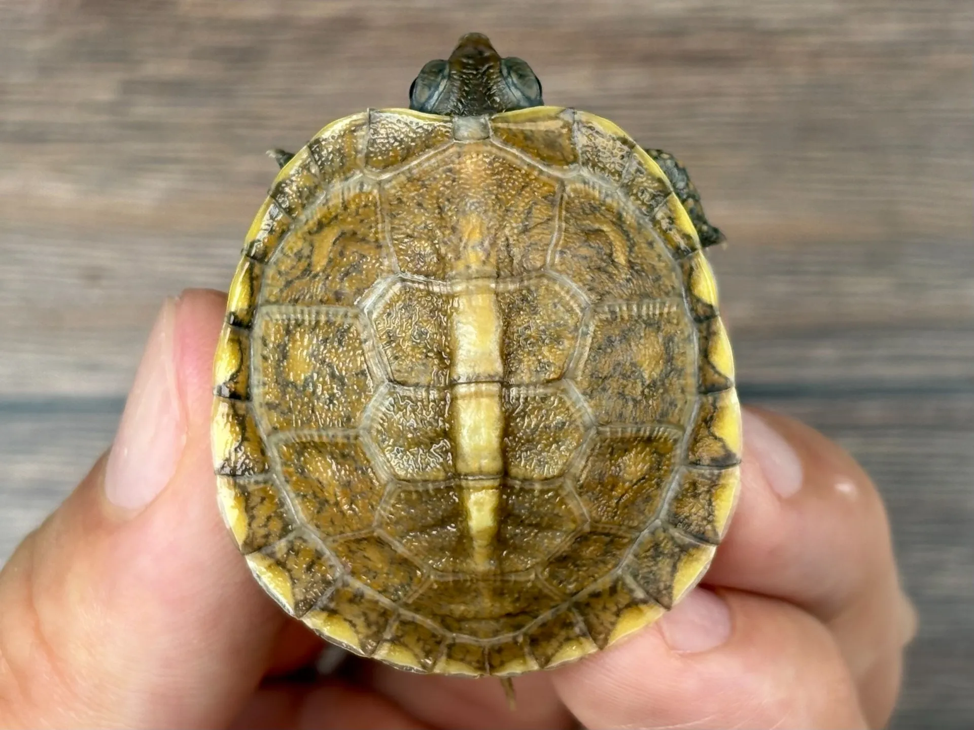 ガルフコーストハコガメ（イエロー）25cb