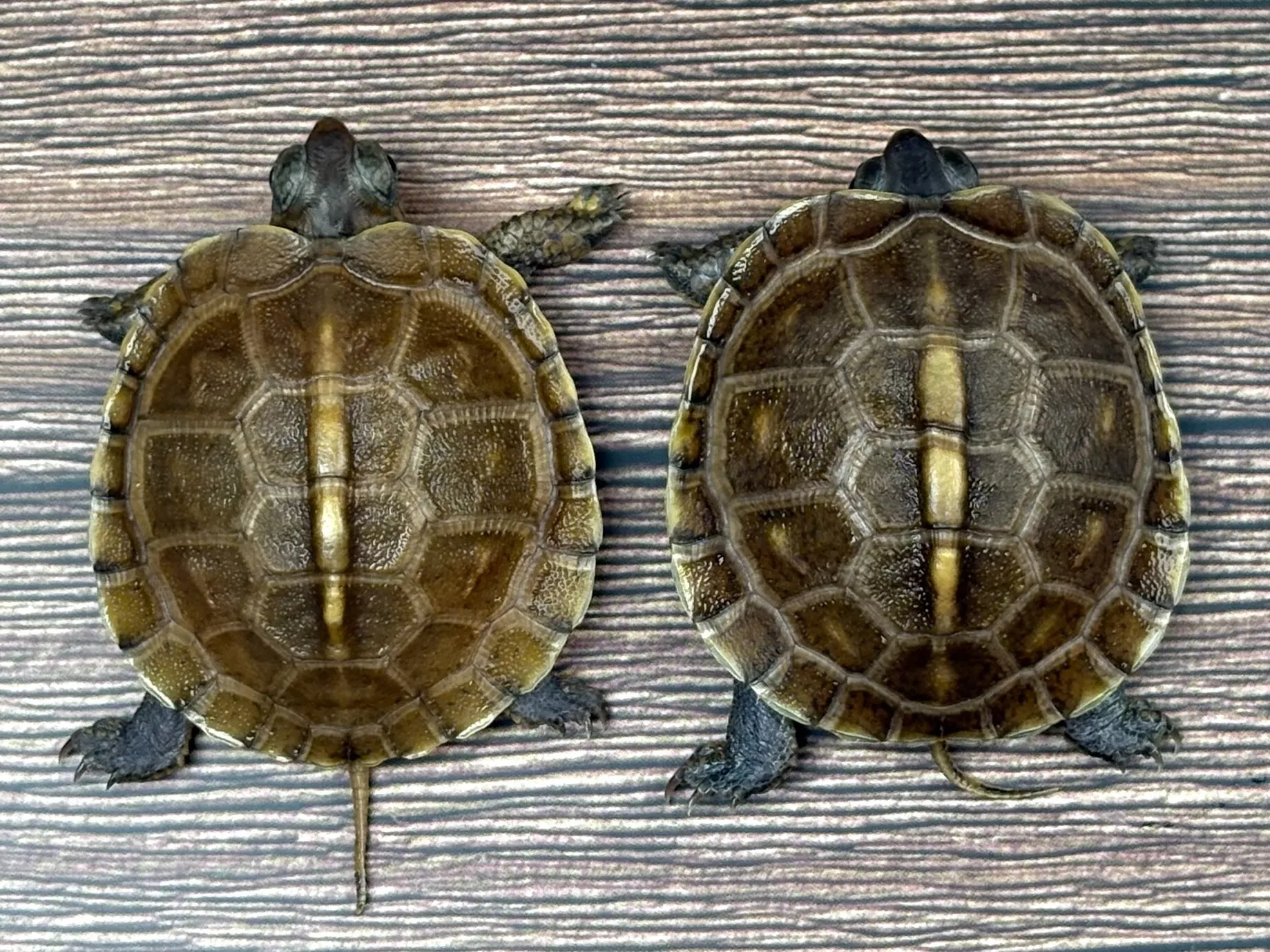 ガルフコーストハコガメ25cb