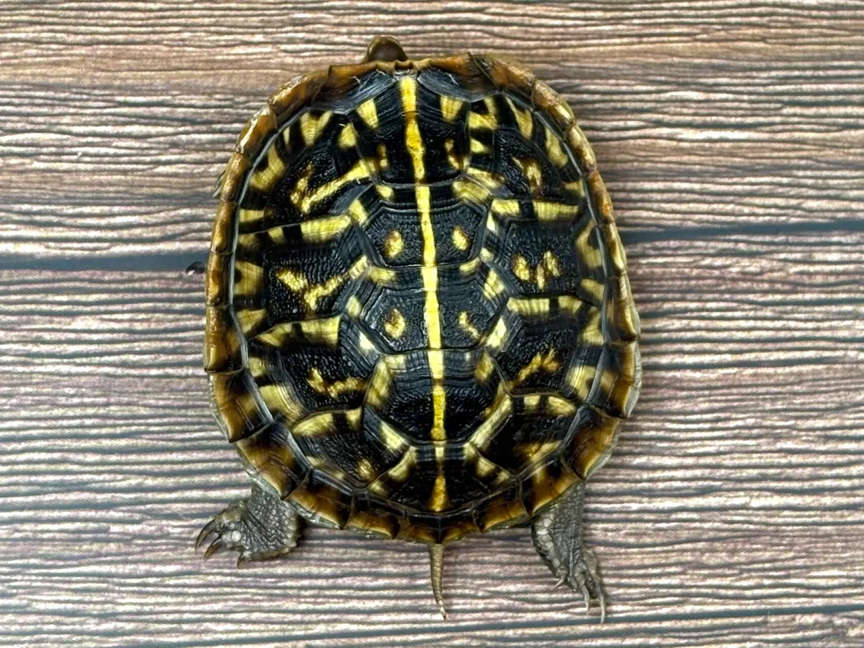 キタニシキハコガメ25cb