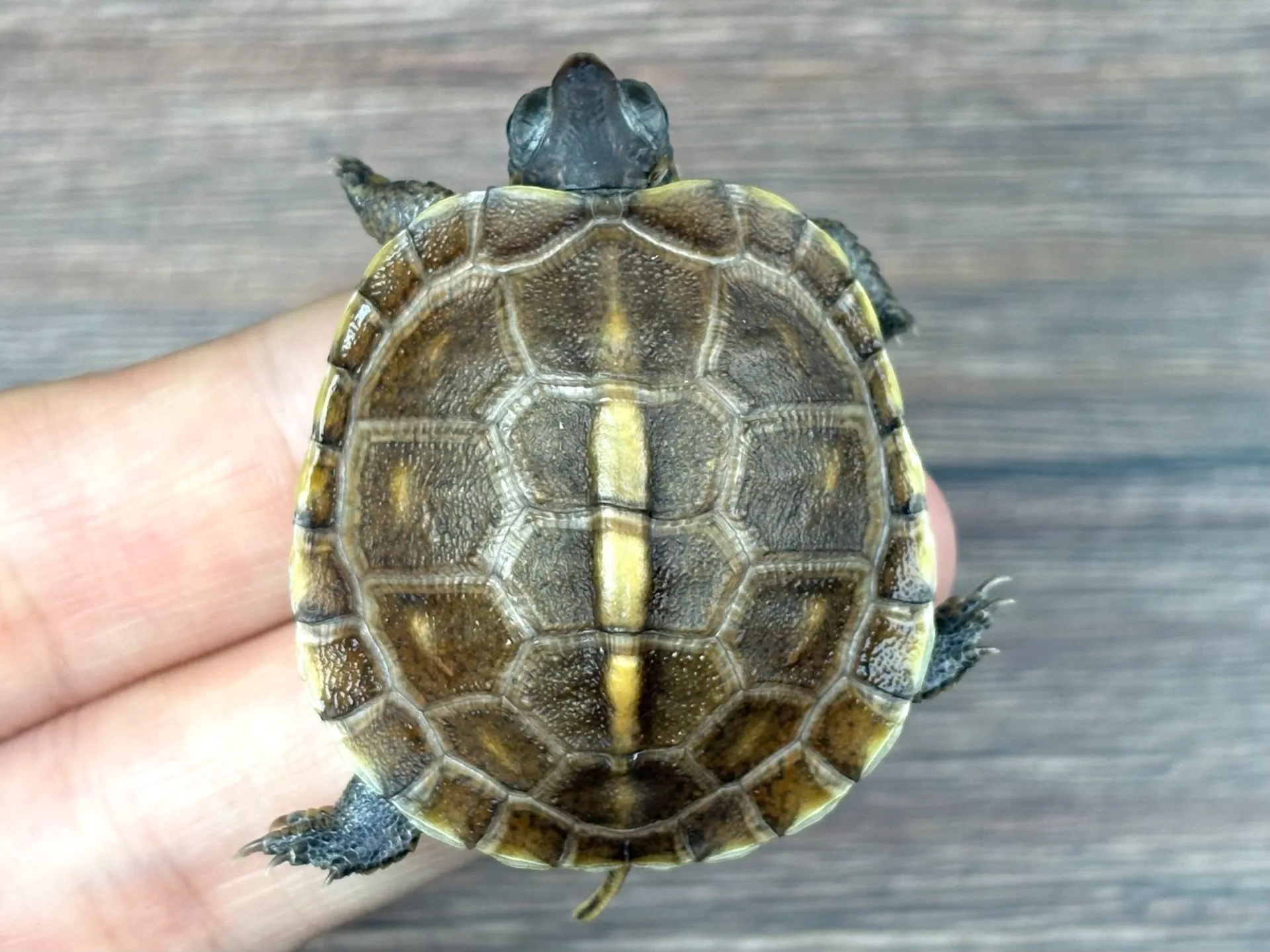 ガルフコーストハコガメ25cb