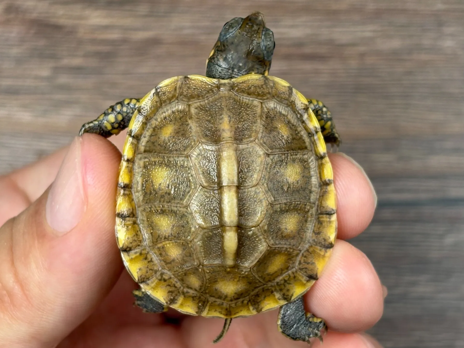 ガルフコーストハコガメ（イエロー）25cb