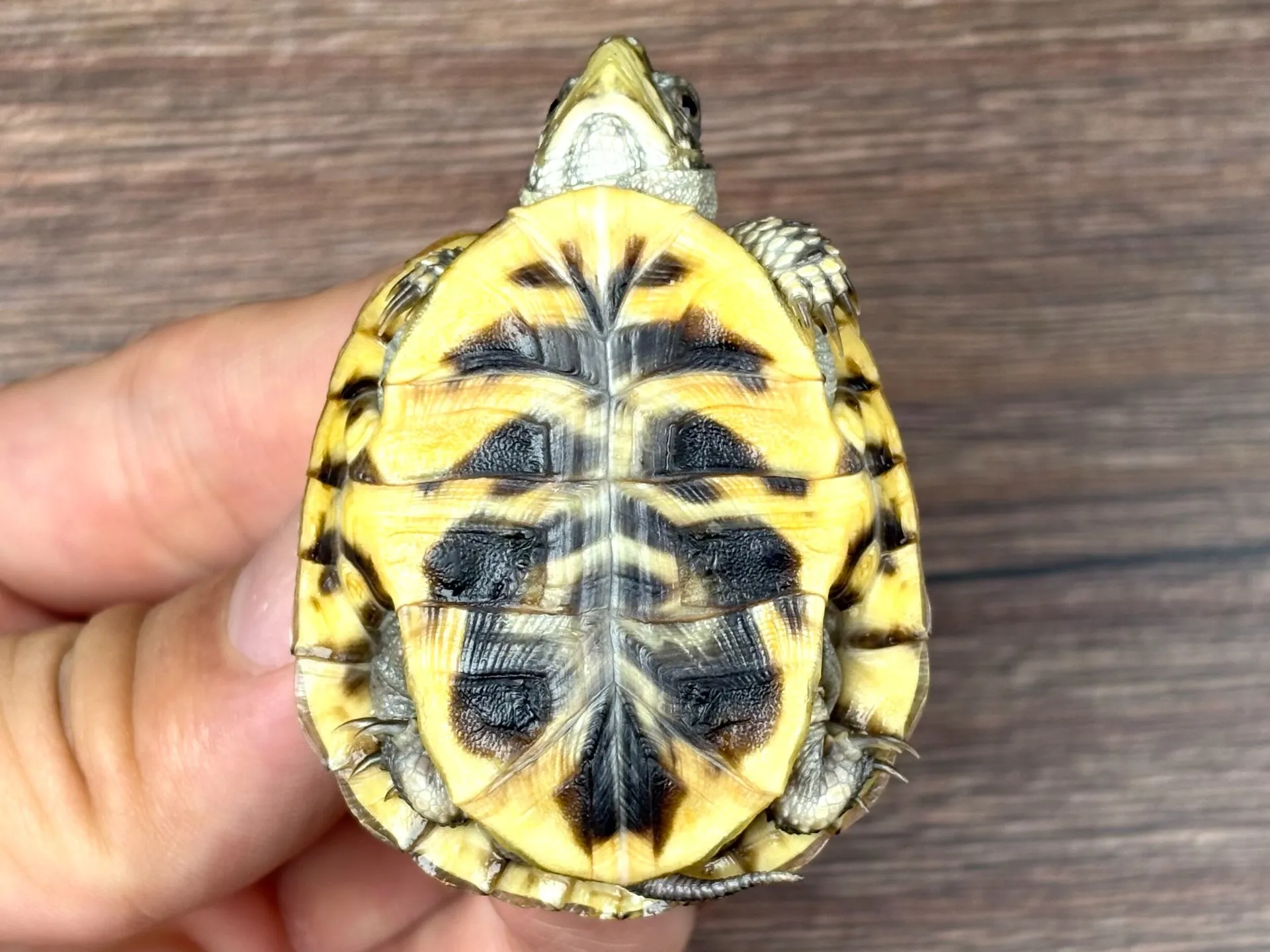 キタニシキハコガメ25cb