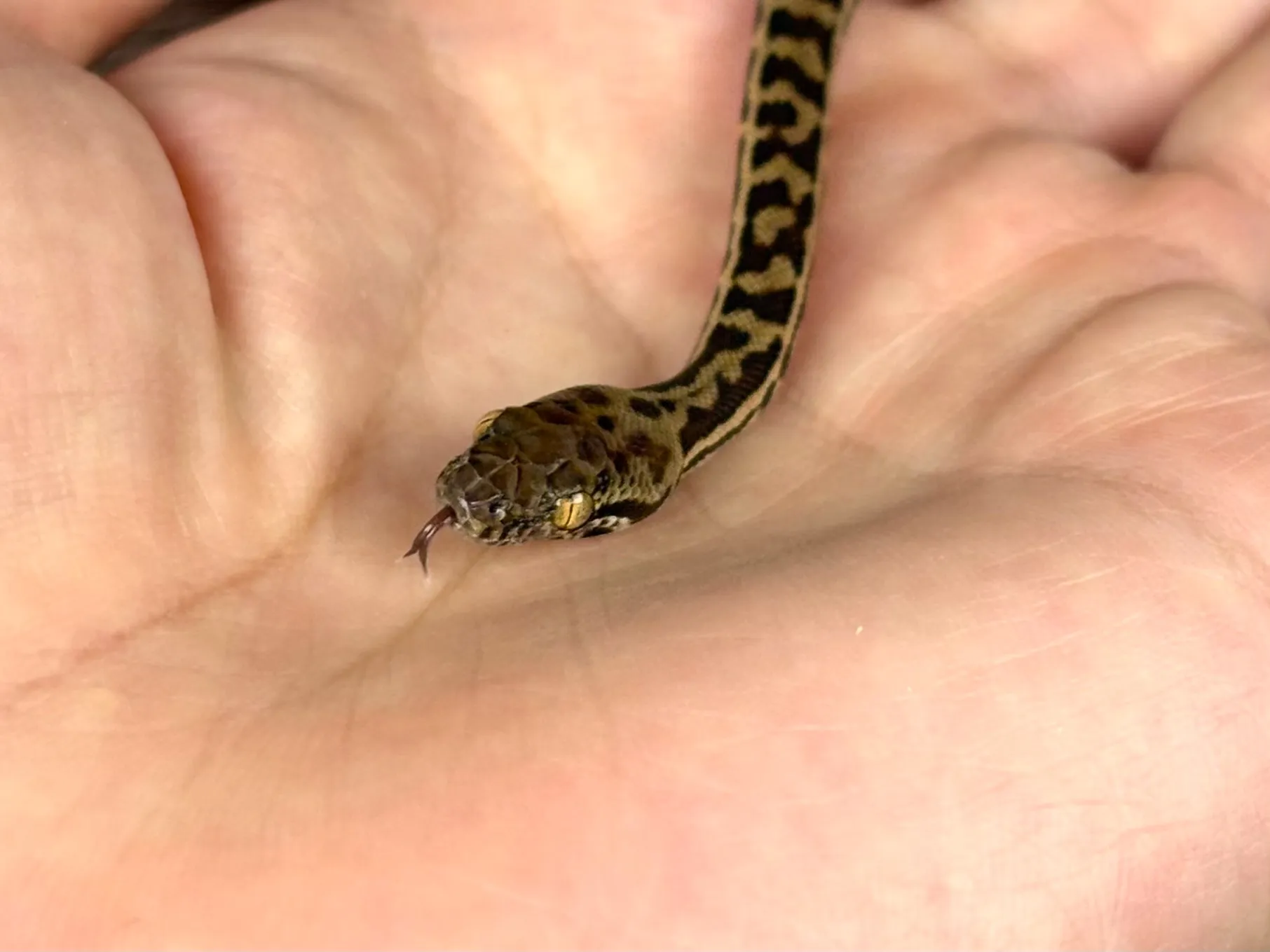 スティムソンパイソンJP25CB