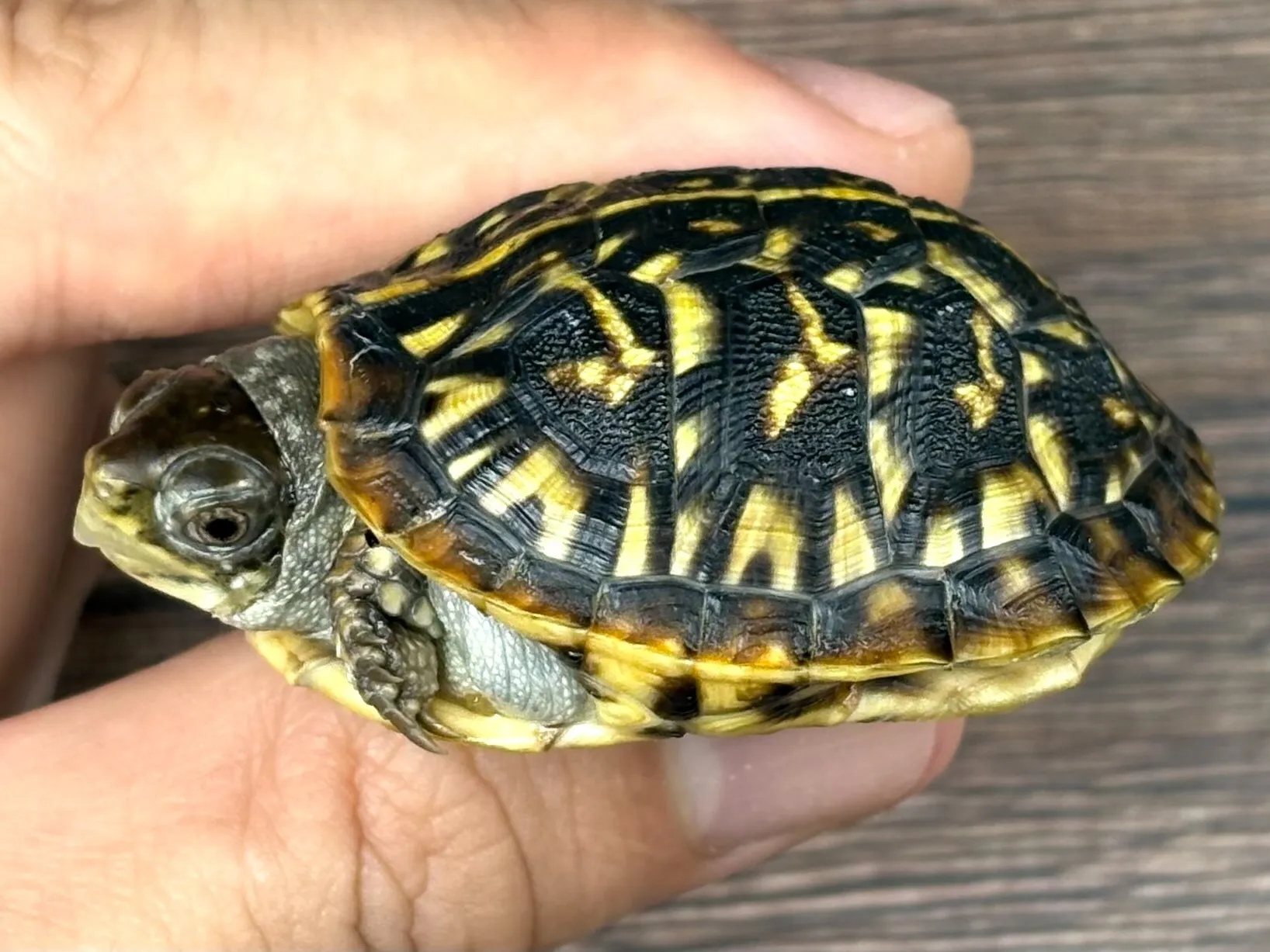 幅広いニーズに応える柔軟な対応力