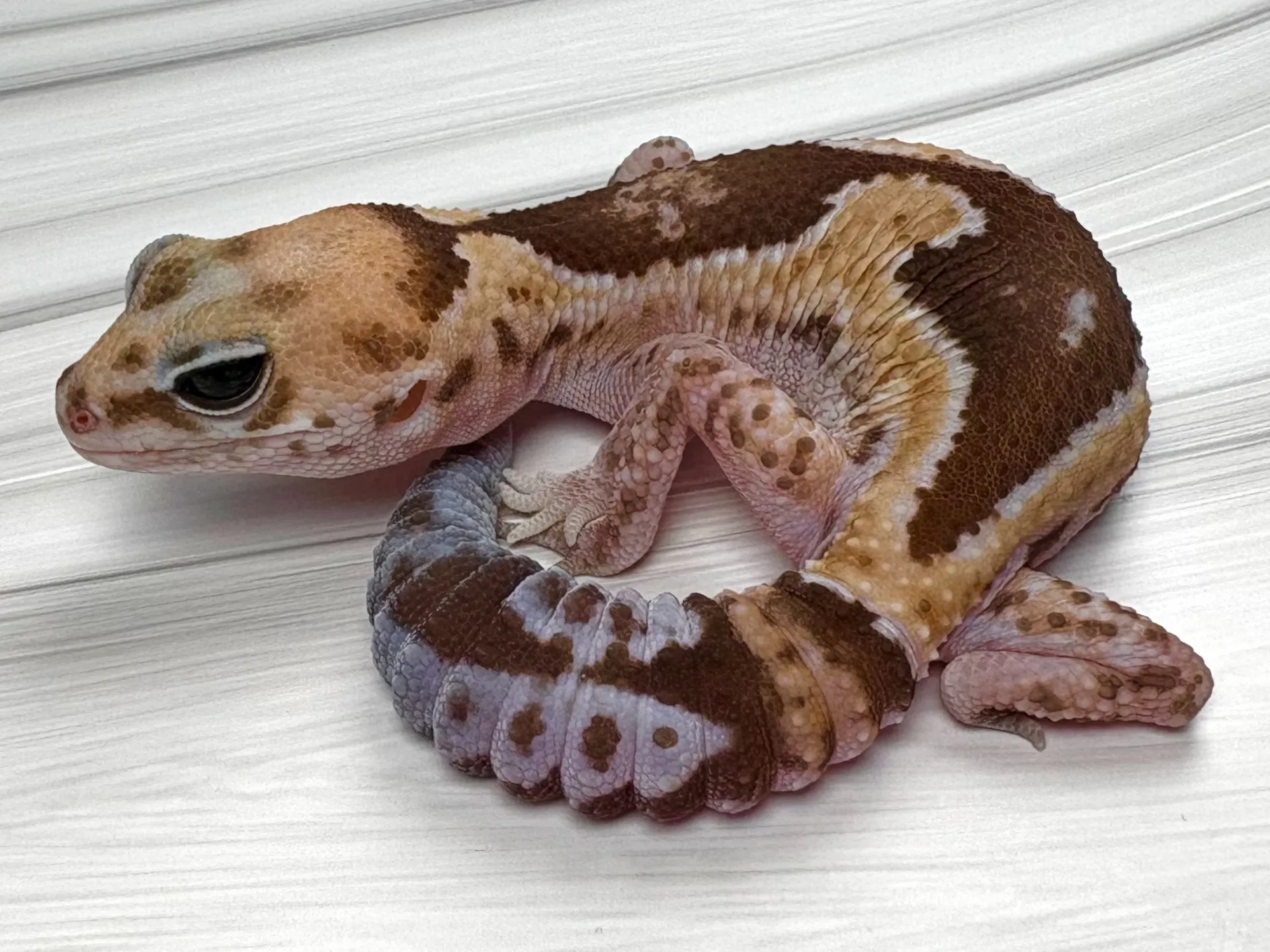 ニシアフリカトカゲモドキ ズールーhetラキビノ♀