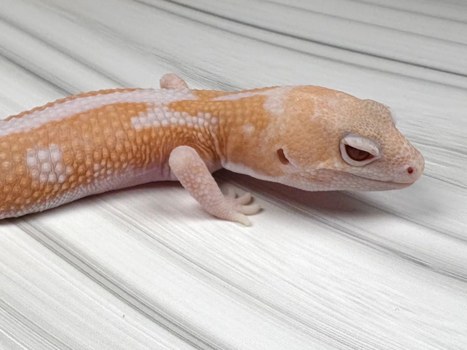 ニシアフリカトカゲモドキ ラキビノズールー♂