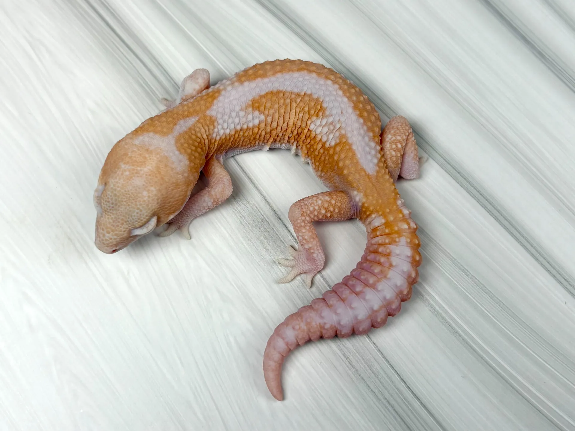 幅広いニーズに応える柔軟な対応力