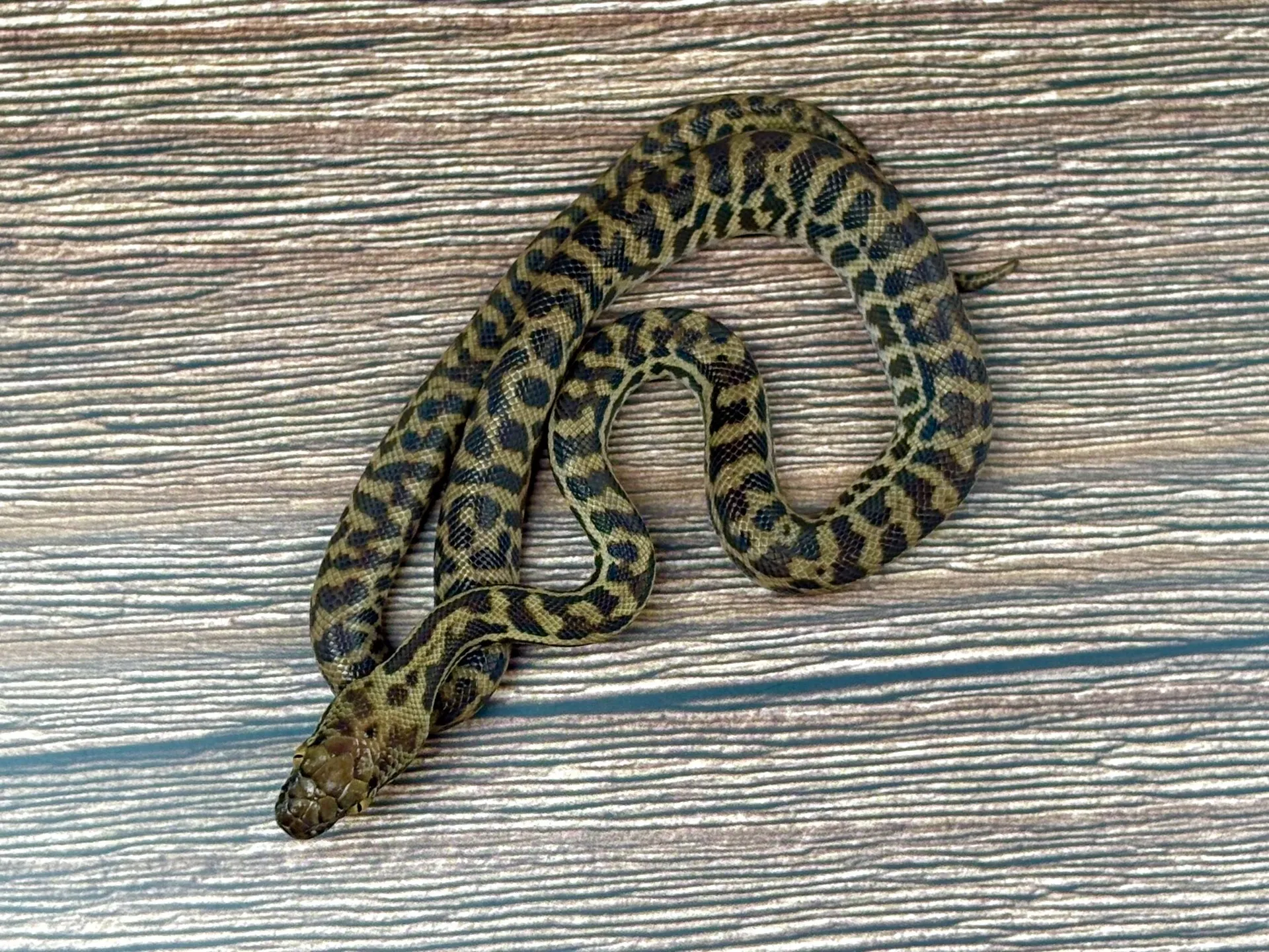 スティムソンパイソンJP25CB