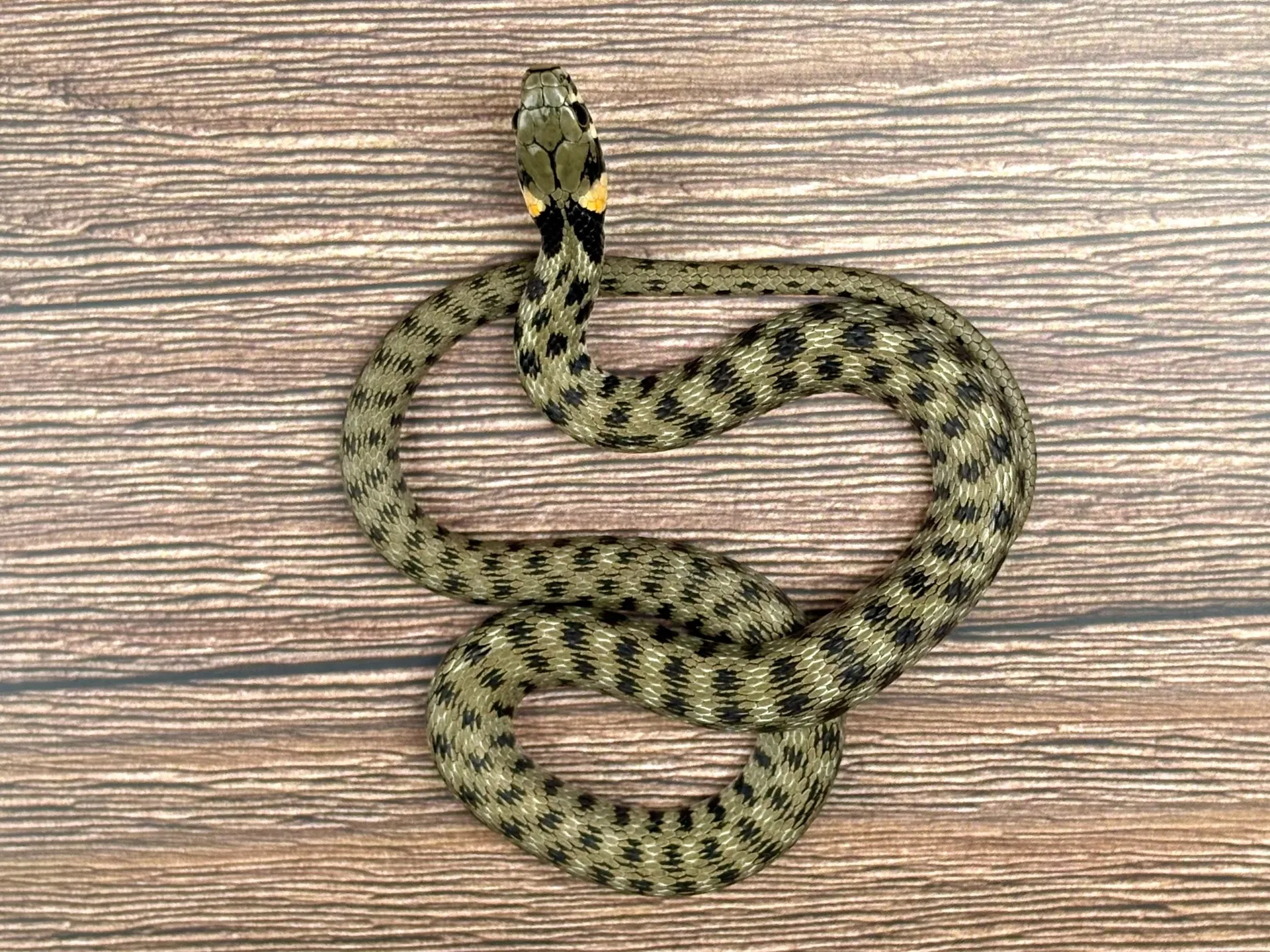 ミロスユウダ（レア）