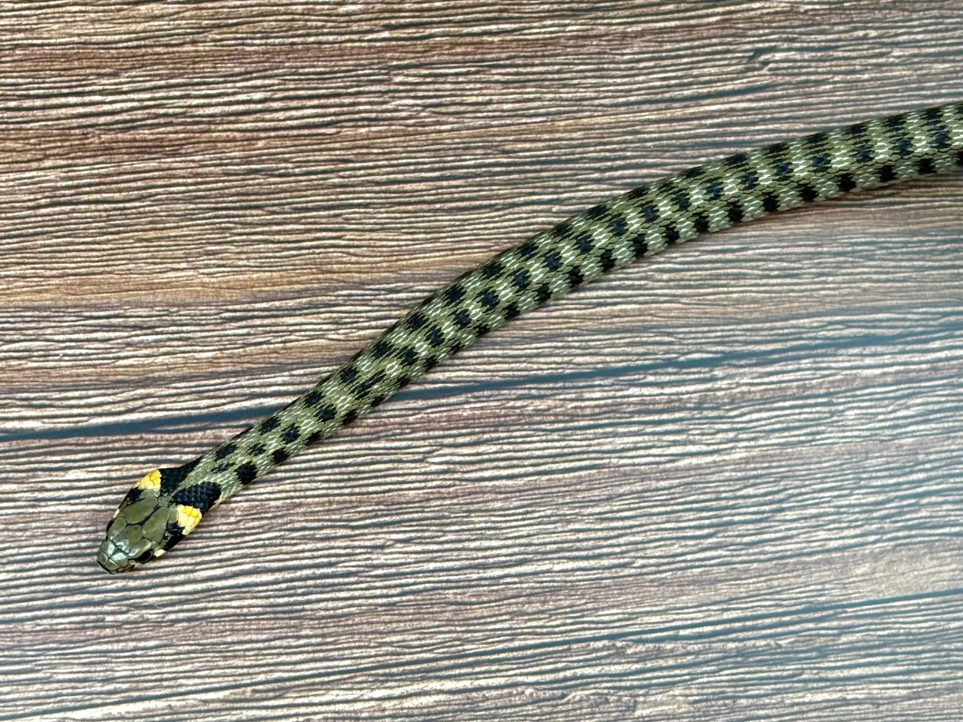 ミロスユウダ（レア）