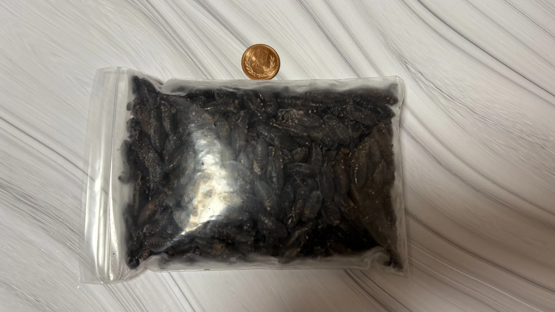 冷凍クロコオロギメガL