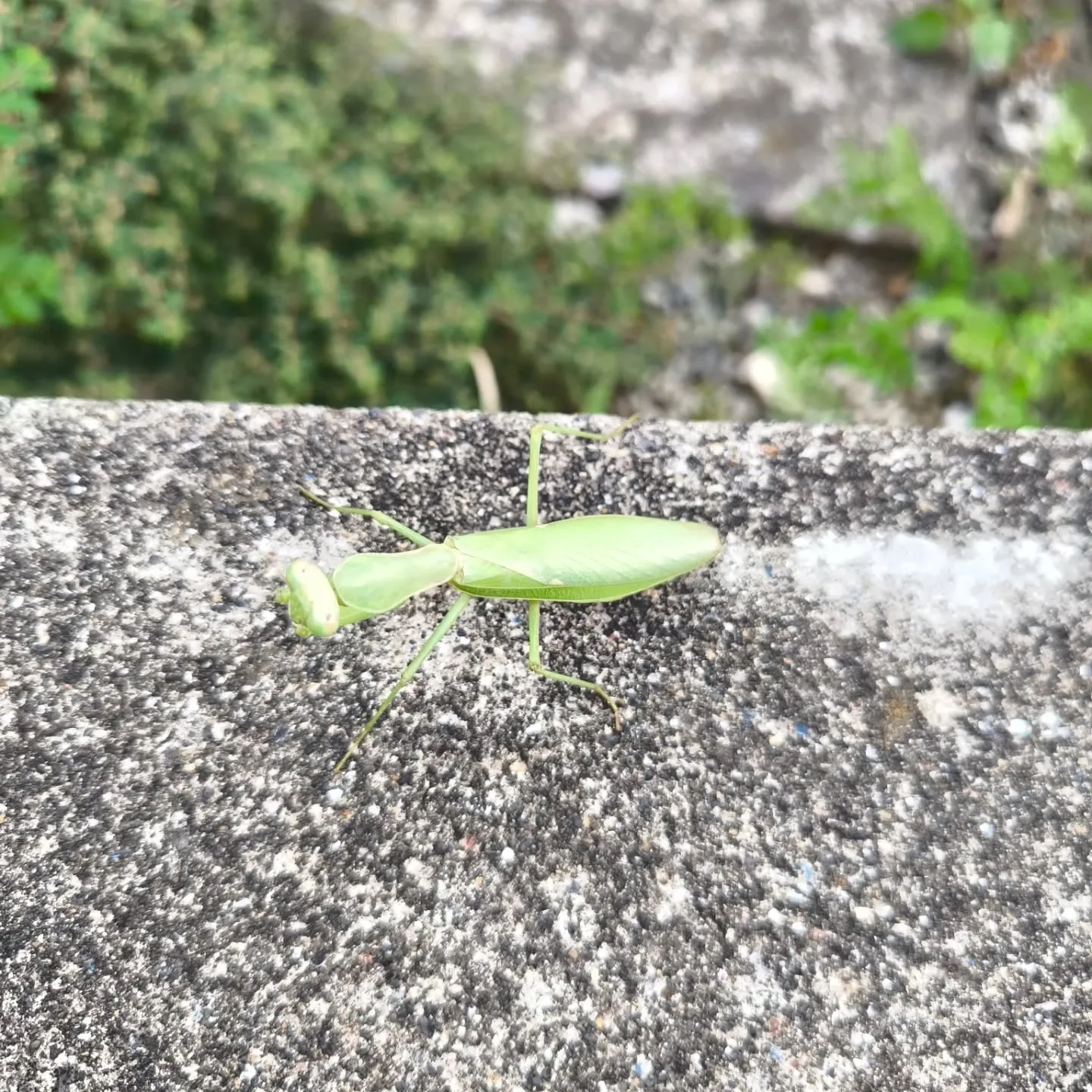 ハラビロカマキリみっけ