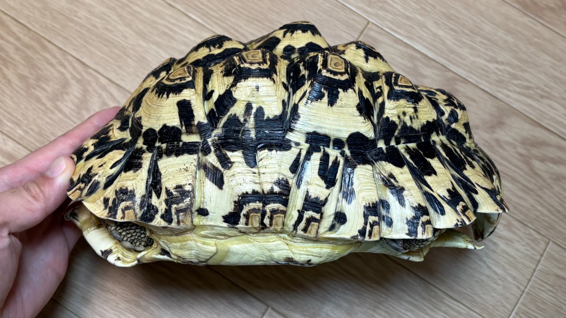 バブコックヒョウモンリクガメ約25cm♂