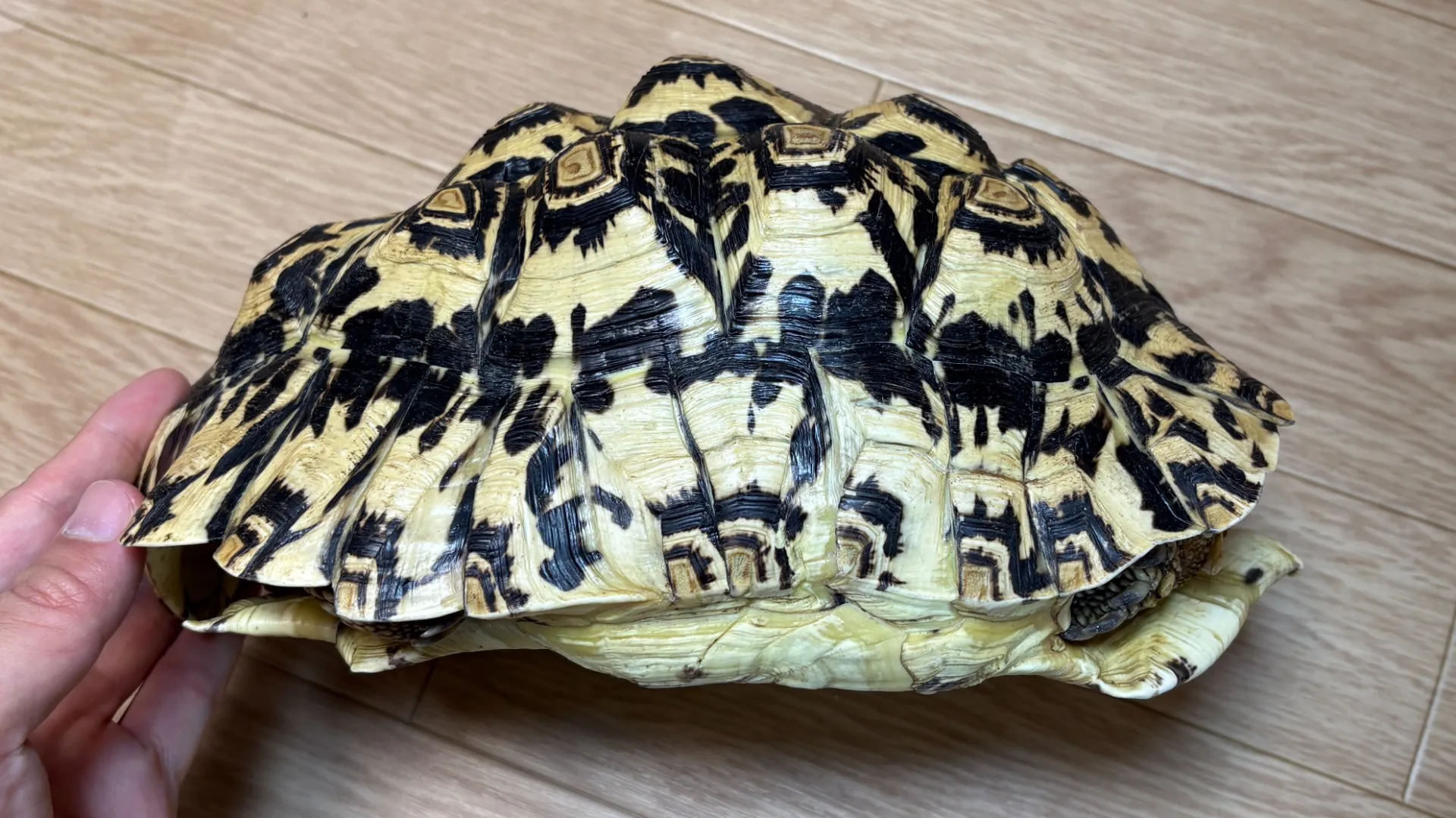 バブコックヒョウモンリクガメ約25cm♂