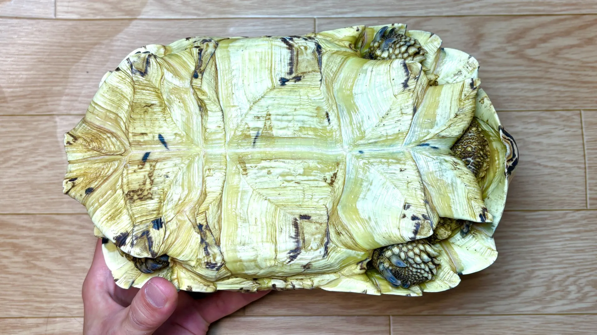 バブコックヒョウモンリクガメ約25cm♂