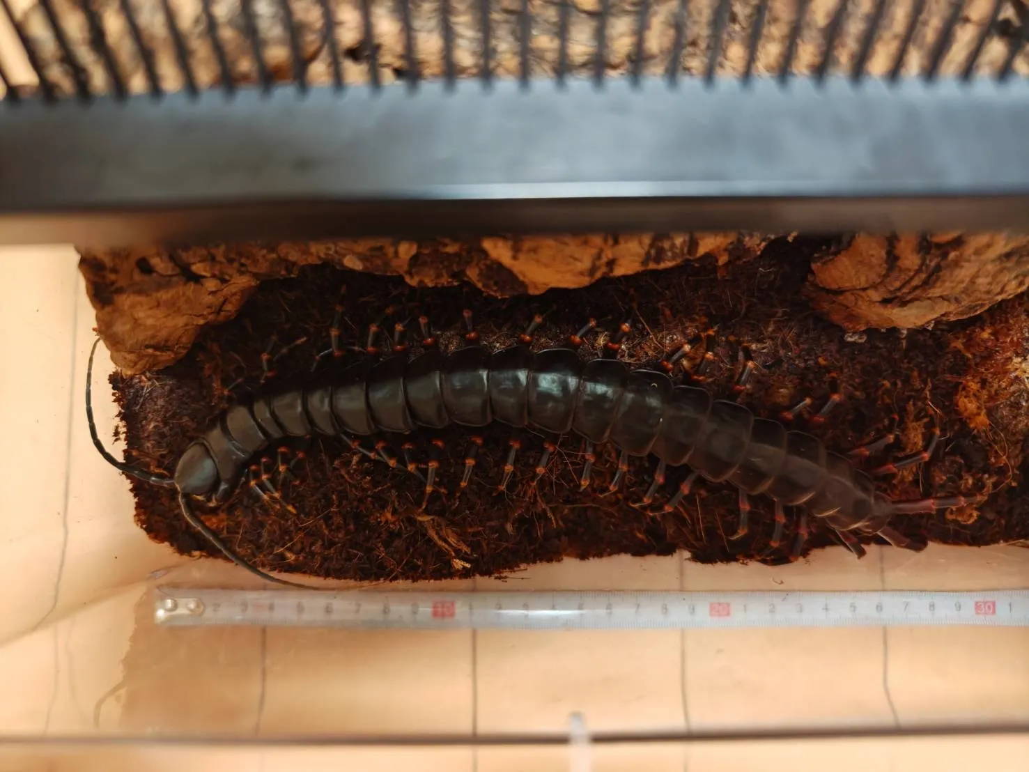 ベネズエラブラックジャイアント マルガリータ島産 ♂ 約25cm