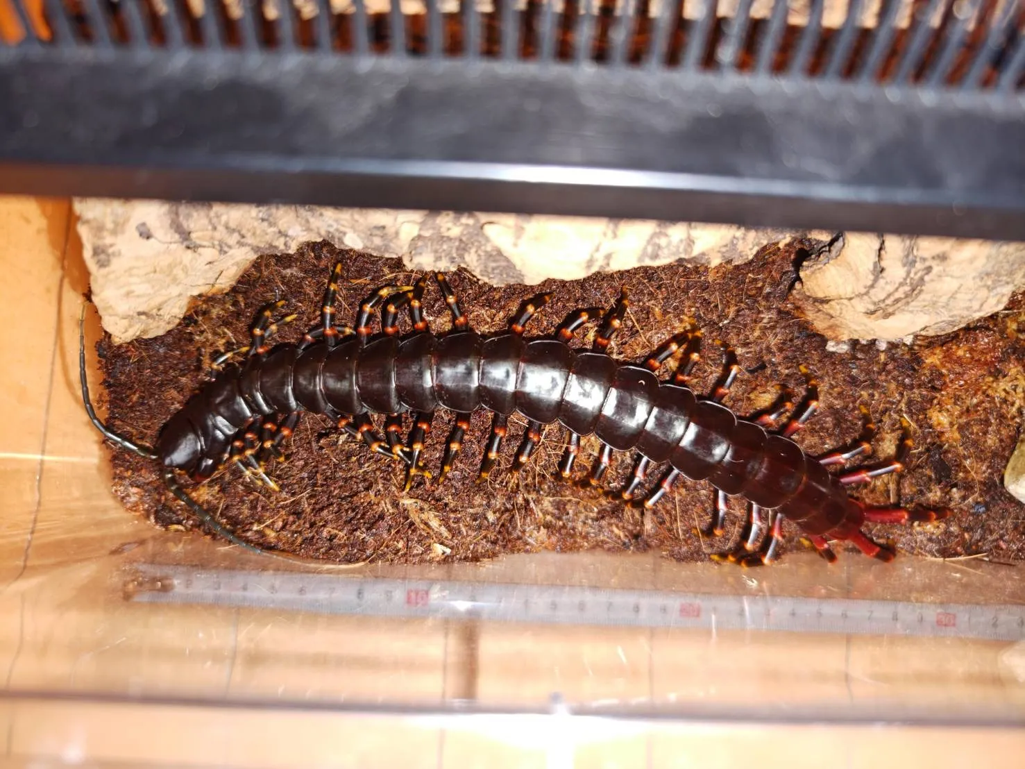 ベネズエラブラックジャイアント マルガリータ島産 ♂ 約25cm