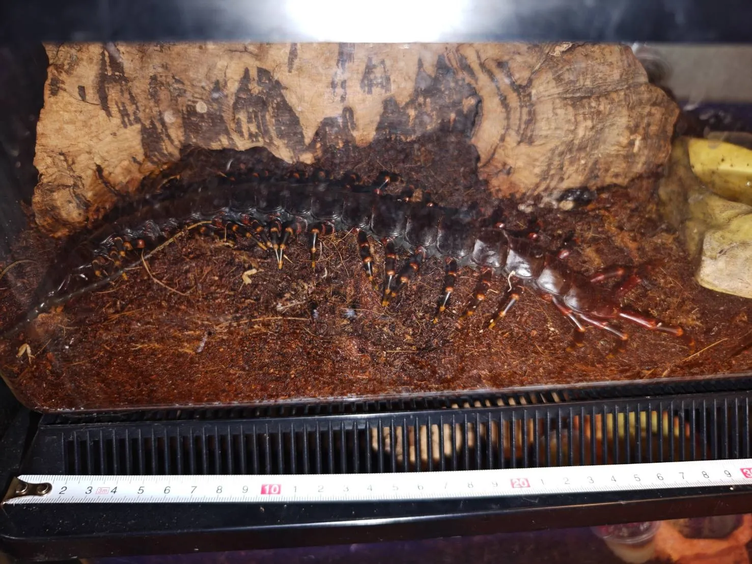 ベネズエラブラックジャイアント マルガリータ島産 ♂ 約25cm