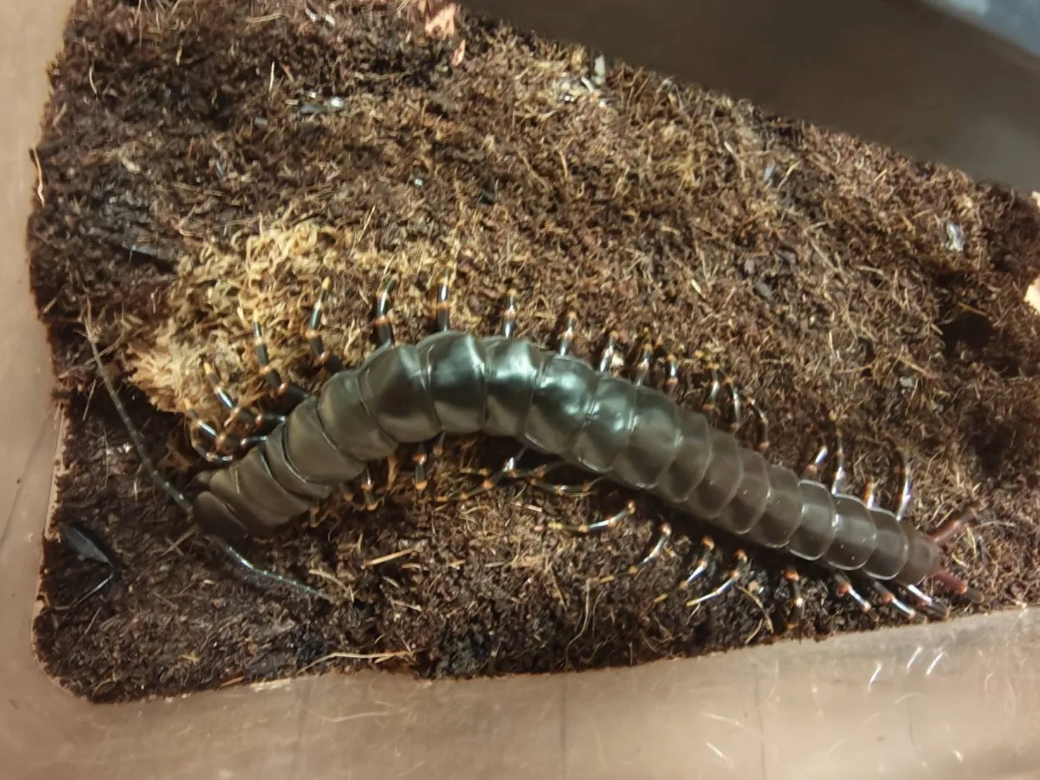 ベネズエラブラックジャイアント マルガリータ島産 ♂ 約27cm