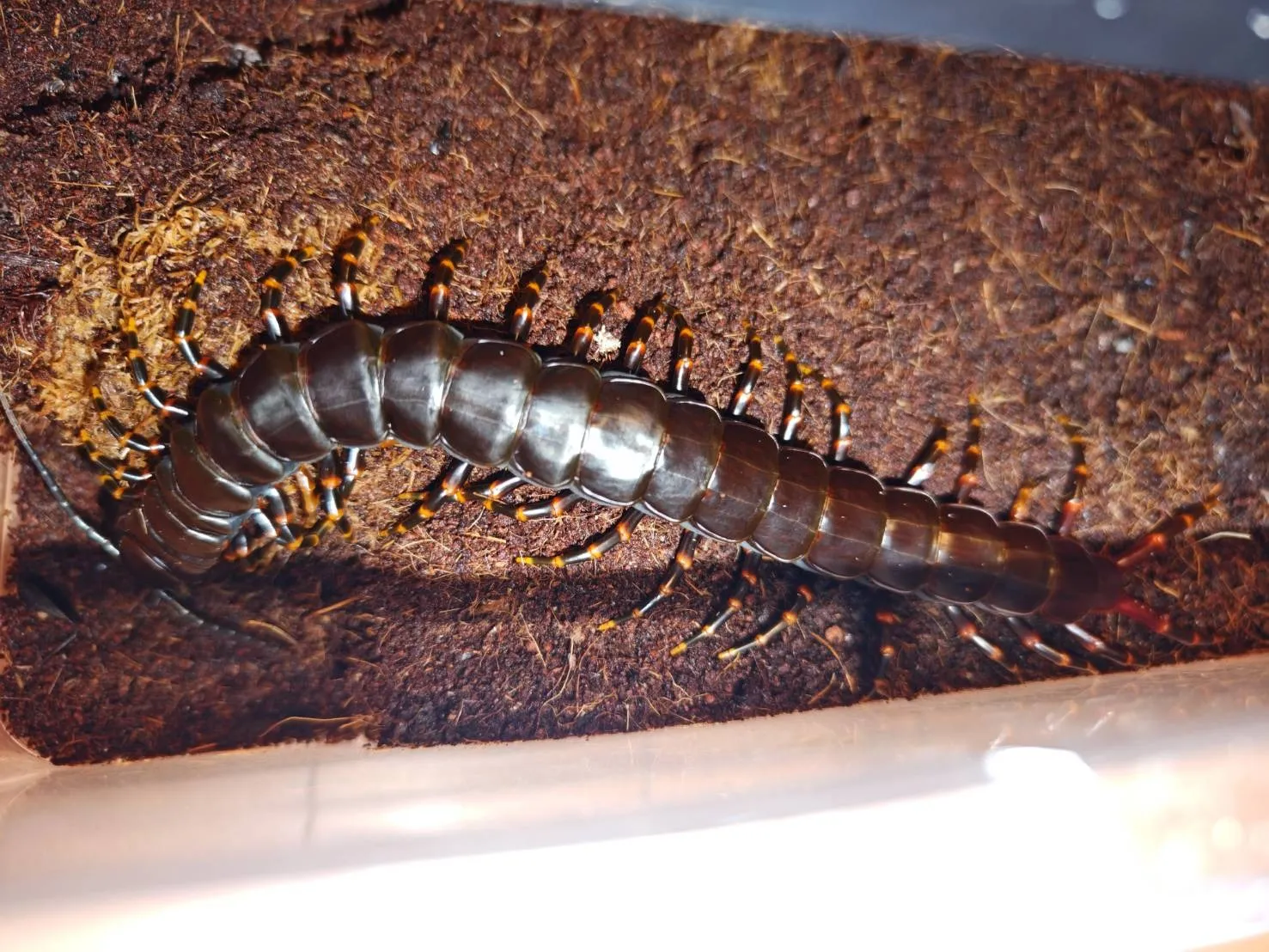 ベネズエラブラックジャイアント マルガリータ島産 ♂ 約27cm