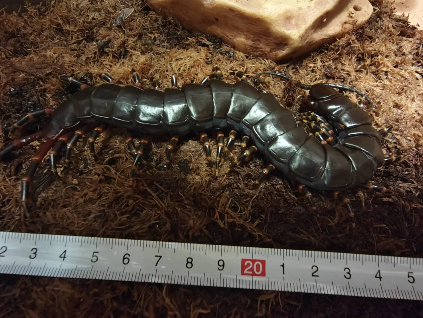 ベネズエラブラックジャイアント マルガリータ島産 ♀ 約21cm